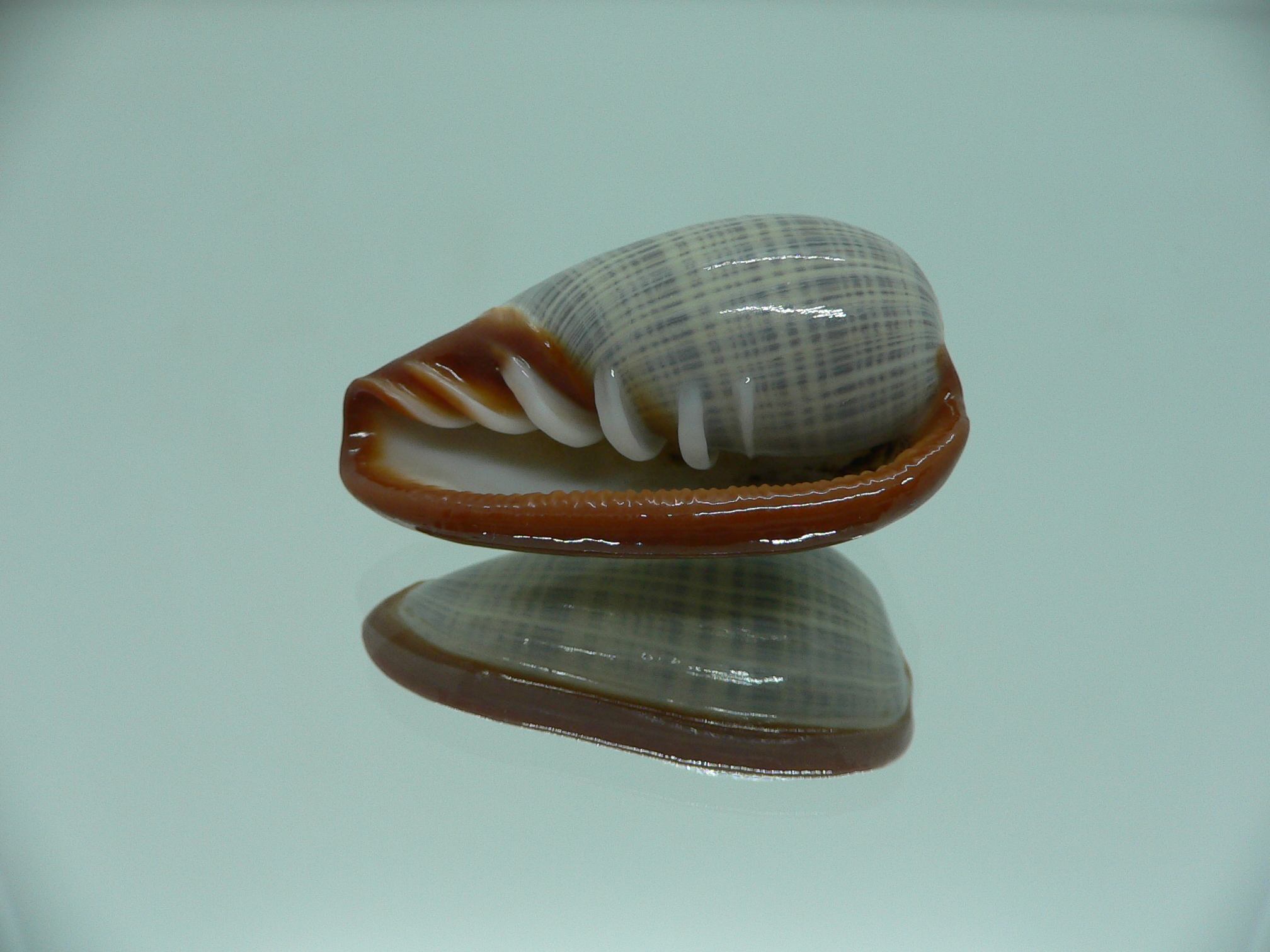 Cryptospira elegans SUPER