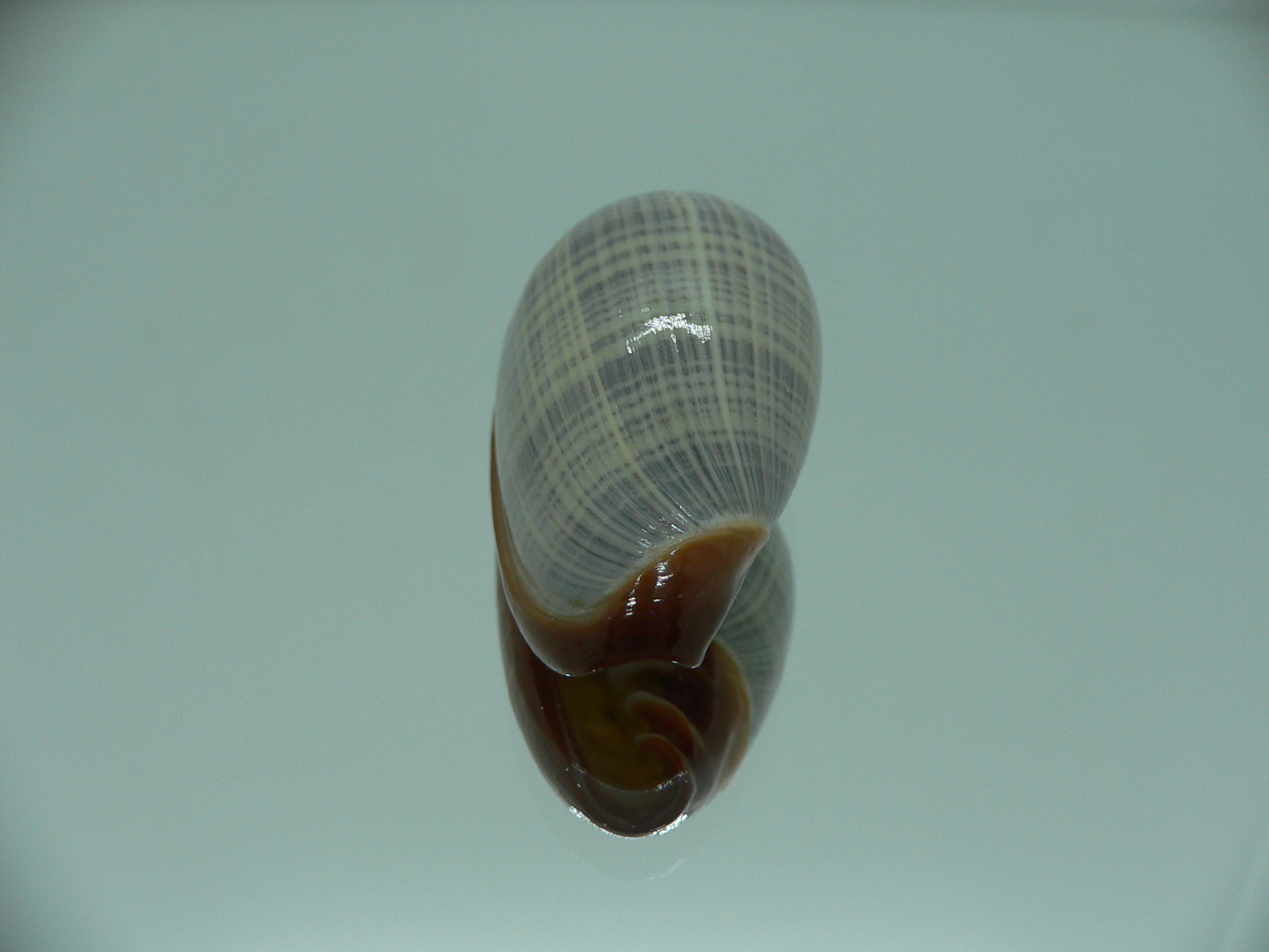 Cryptospira elegans SUPER