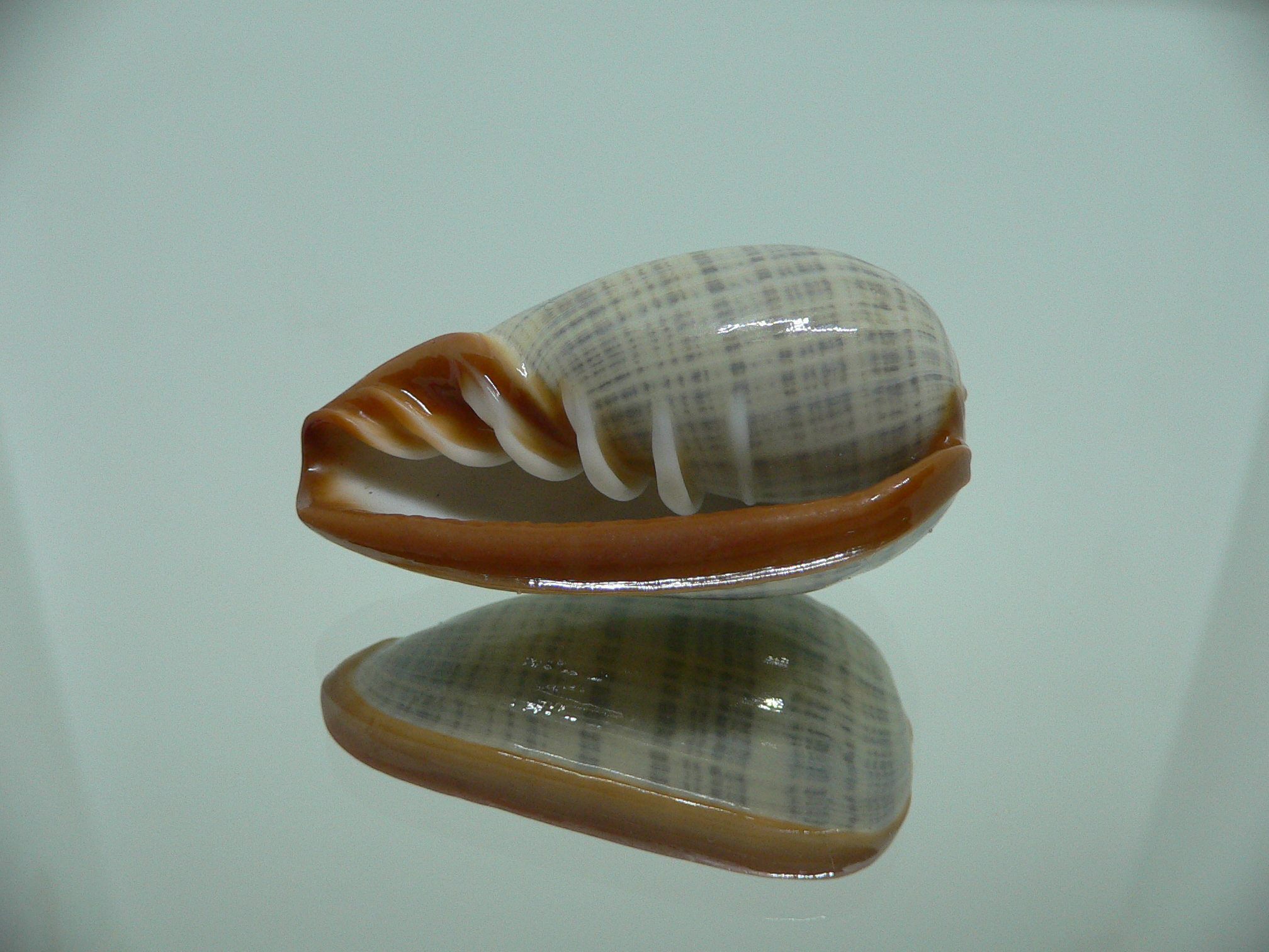 Cryptospira elegans SUPER