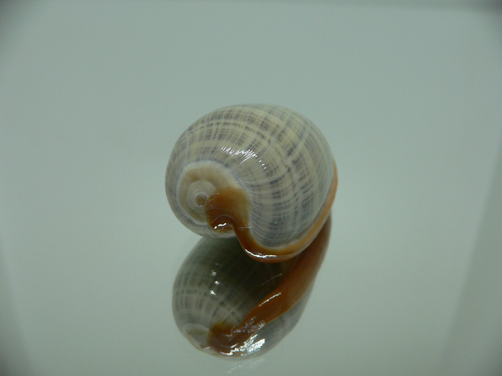 Cryptospira elegans SUPER