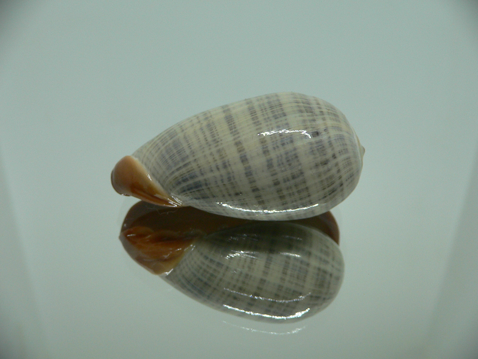 Cryptospira elegans SUPER