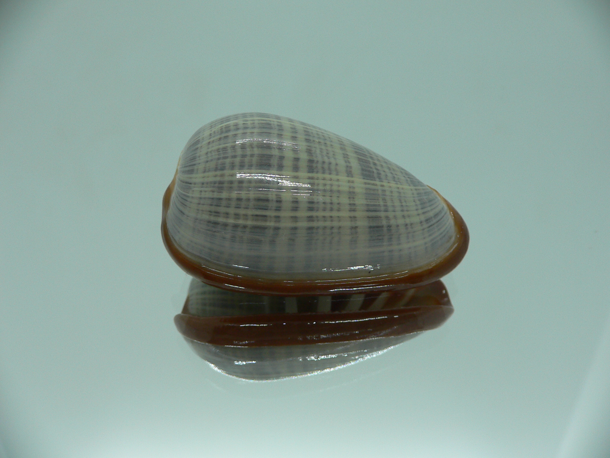 Cryptospira elegans SUPER