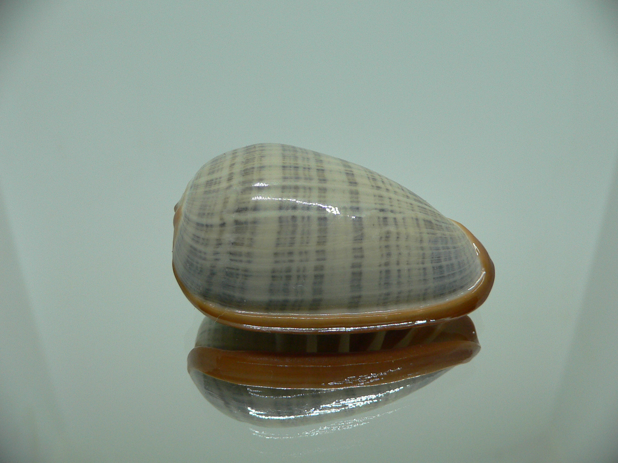 Cryptospira elegans SUPER