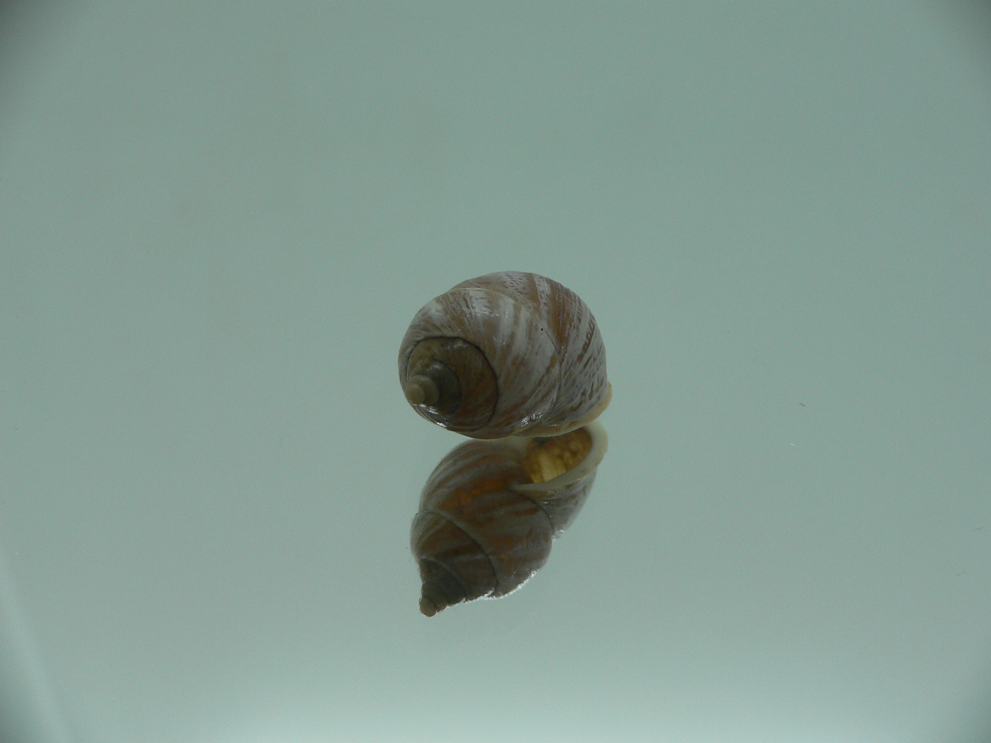 Pupinidius streptaxis ENDEMIC