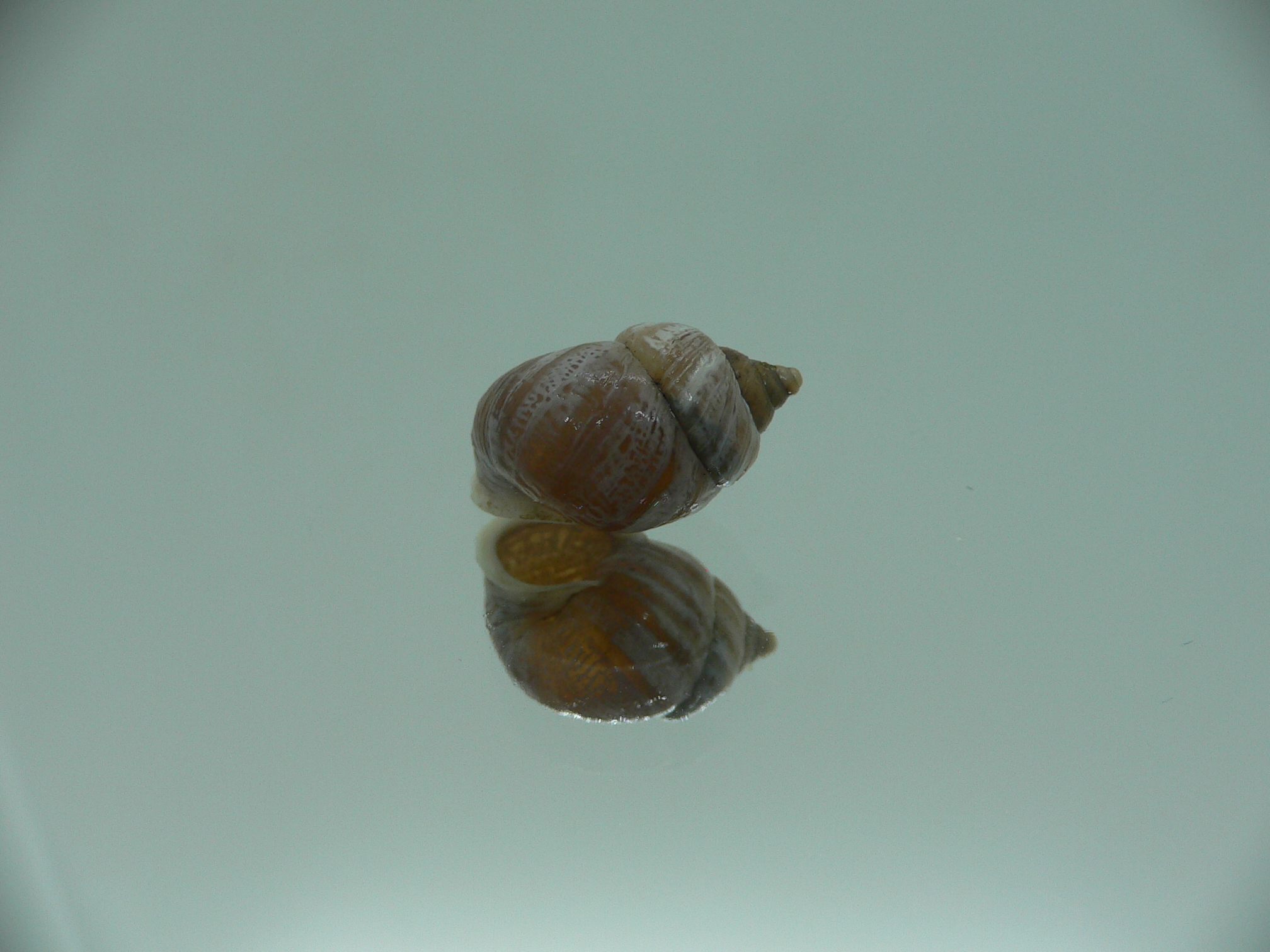 Pupinidius streptaxis ENDEMIC
