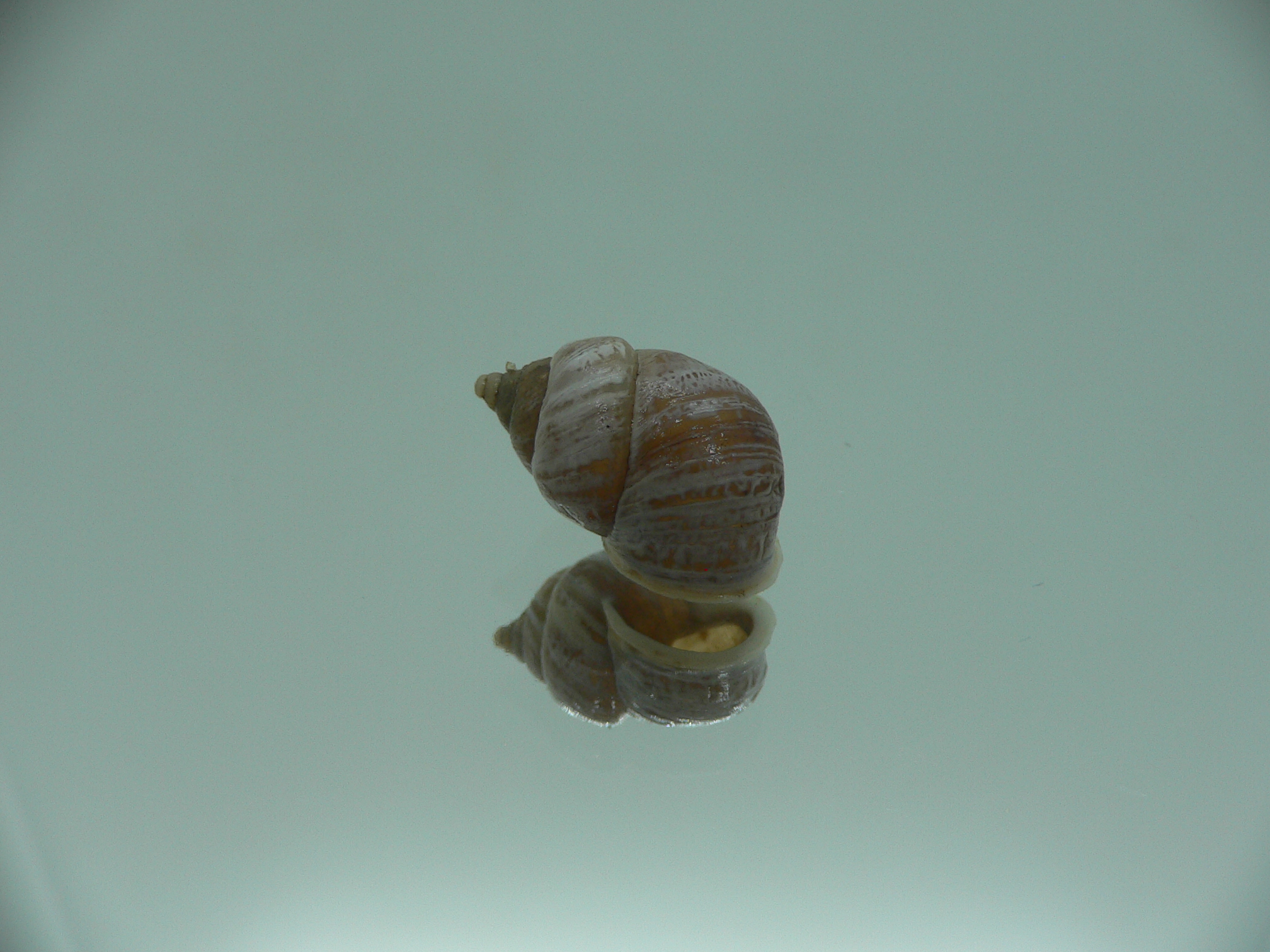 Pupinidius streptaxis ENDEMIC