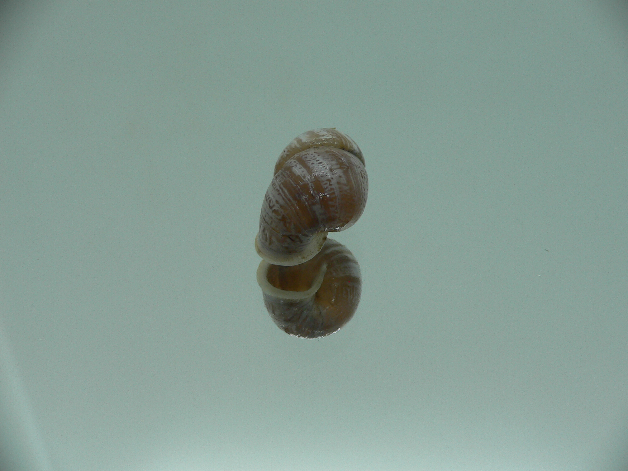 Pupinidius streptaxis ENDEMIC