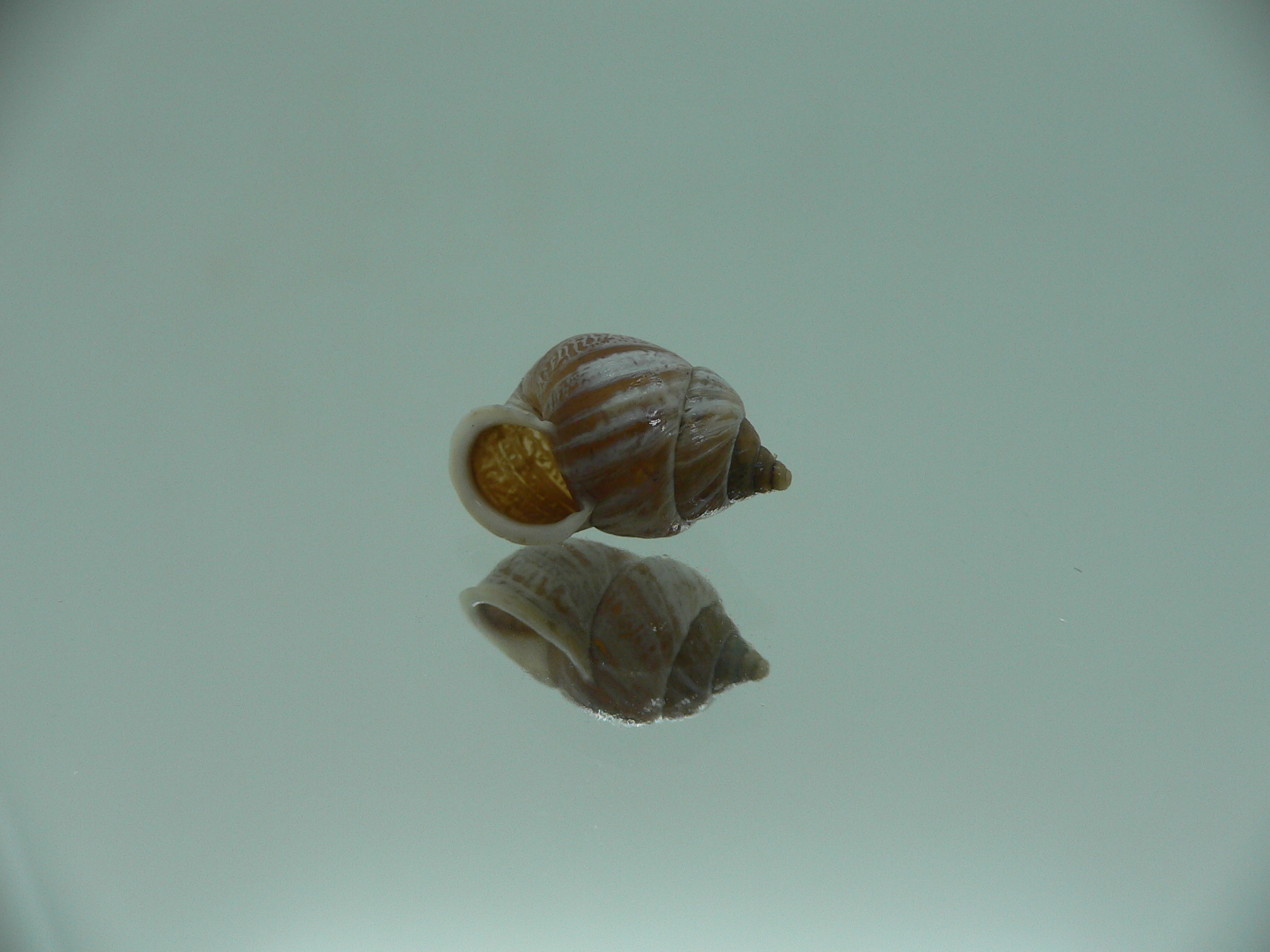 Pupinidius streptaxis ENDEMIC