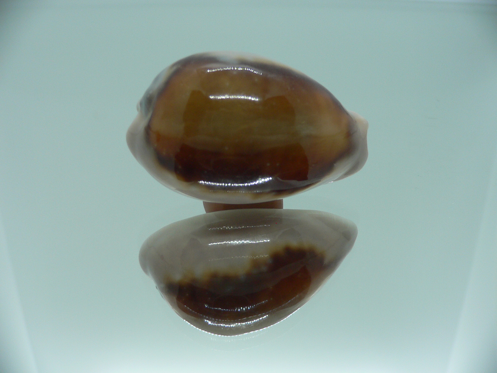 Cypraea spadicea SUPER