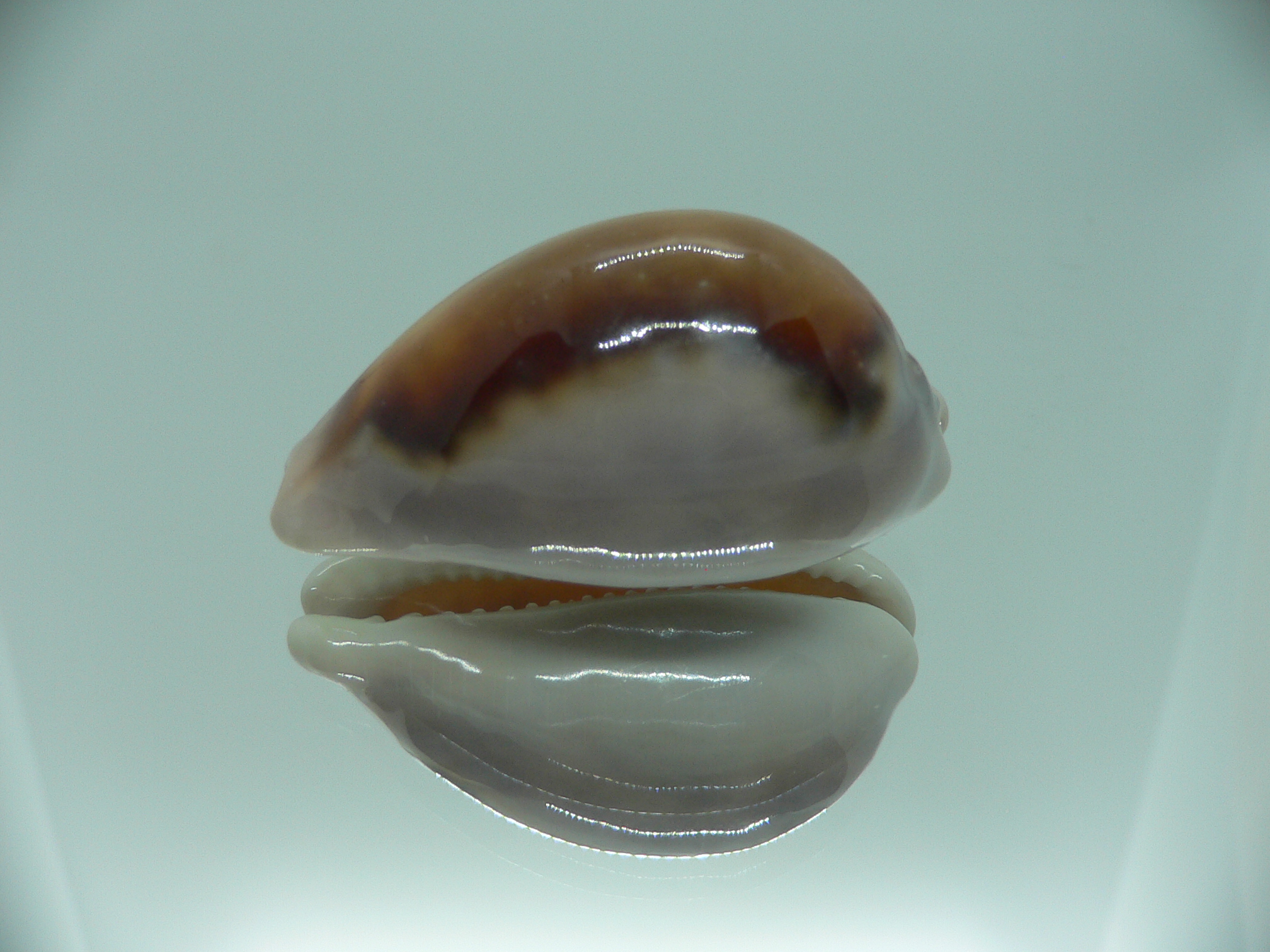 Cypraea spadicea SUPER