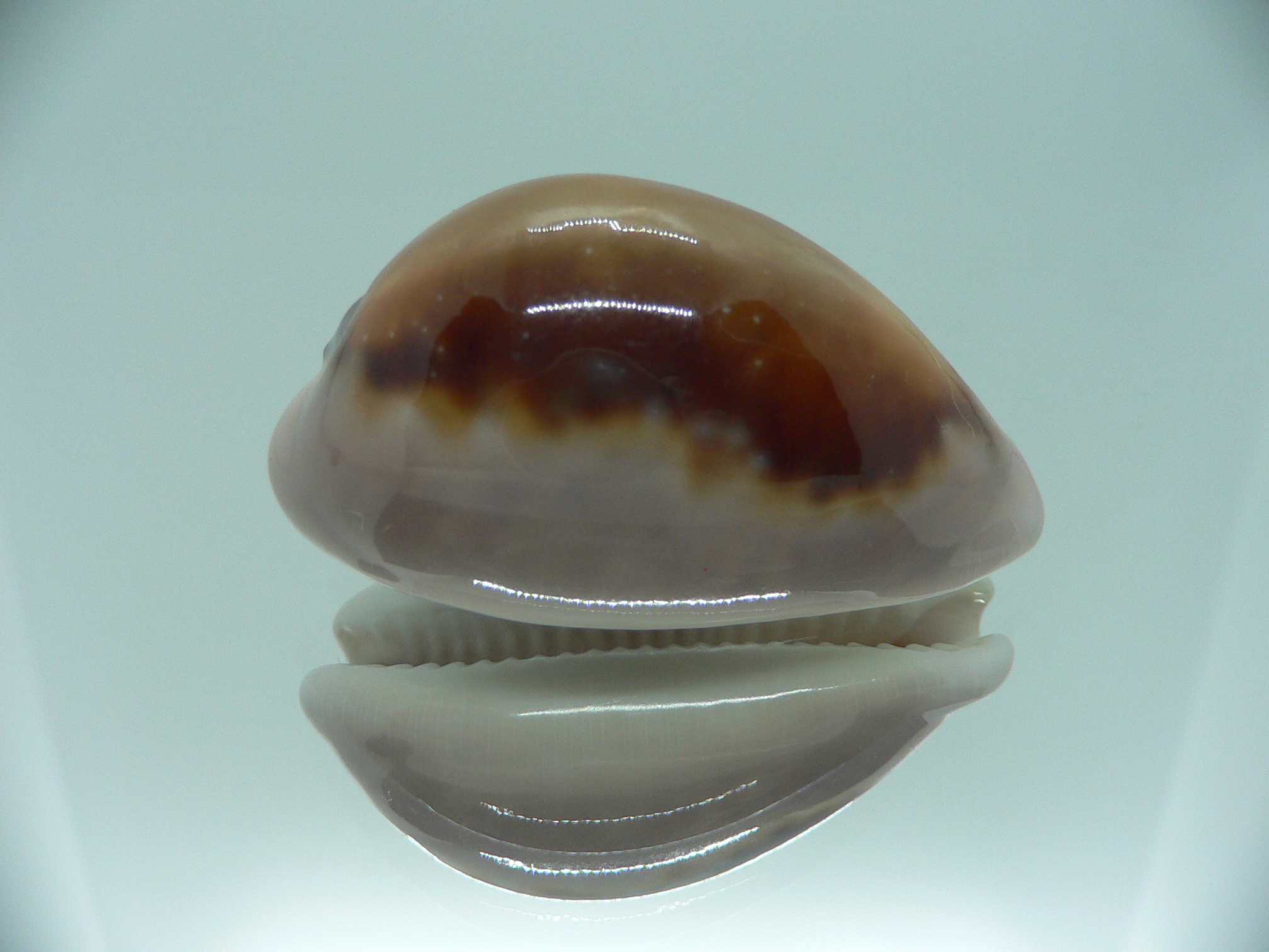 Cypraea spadicea SUPER