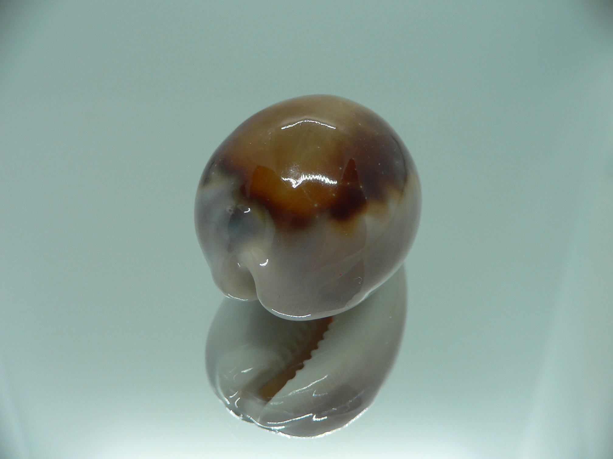 Cypraea spadicea SUPER