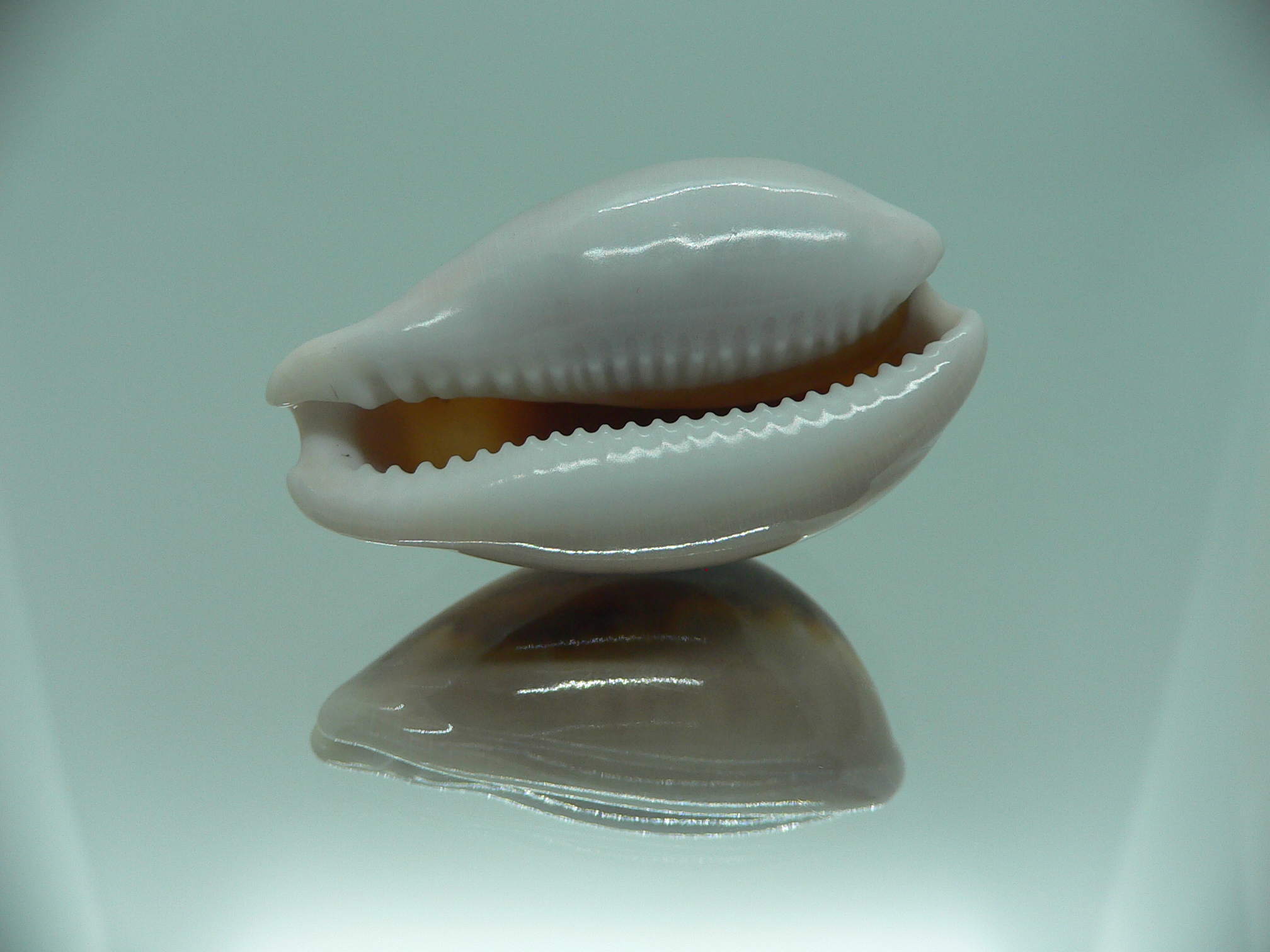 Cypraea spadicea SUPER