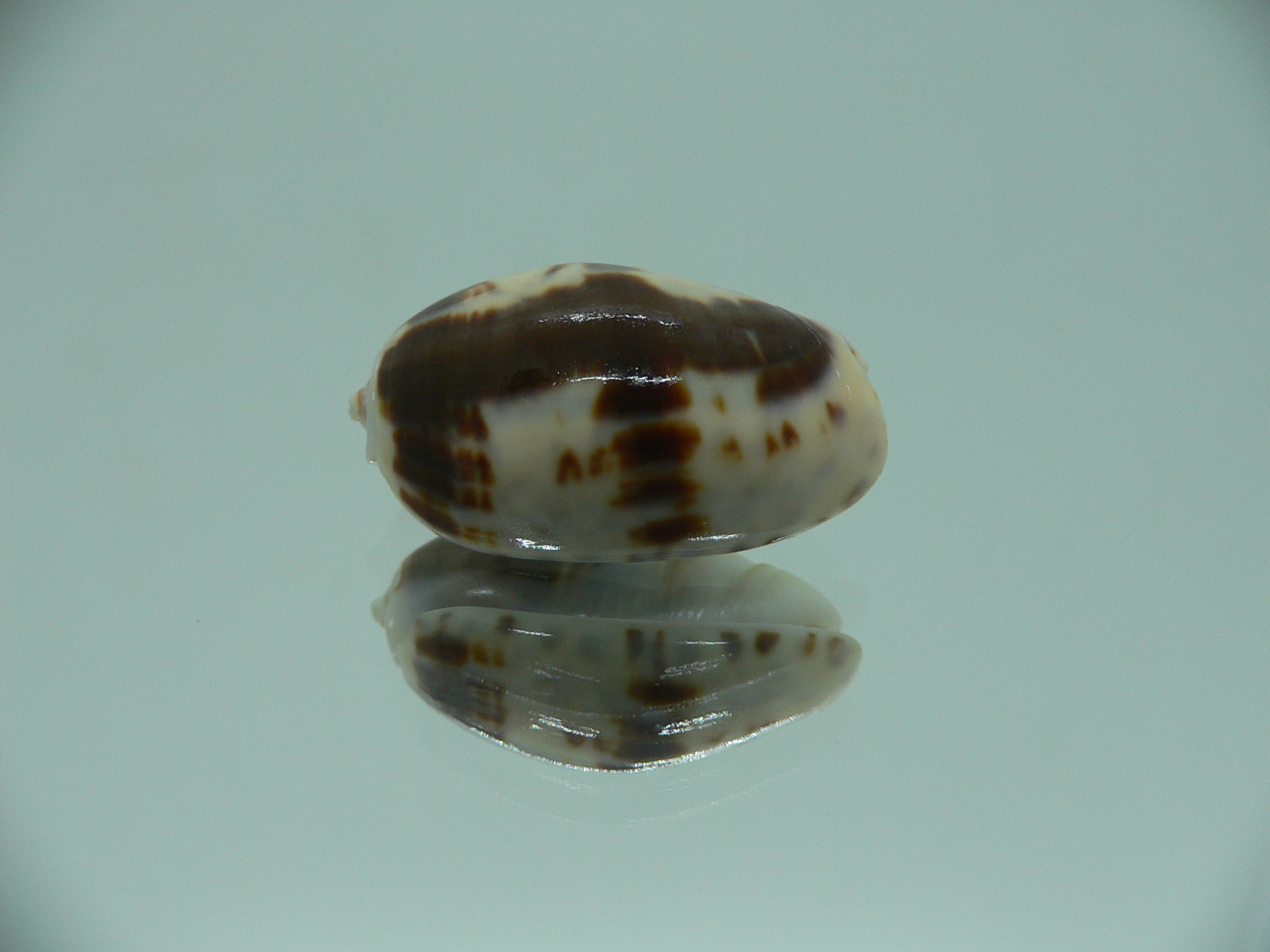Oliva bulbosa f. fabagina