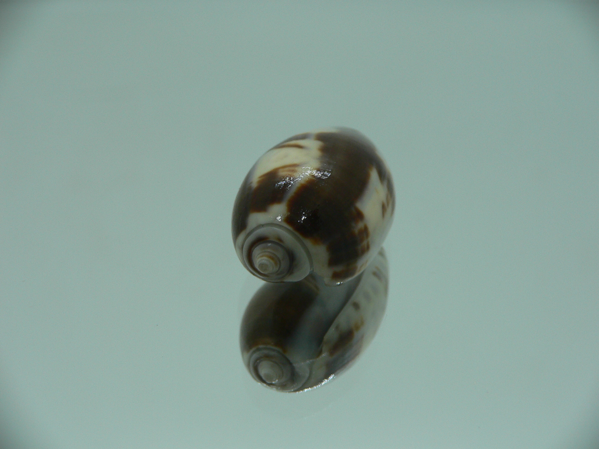 Oliva bulbosa f. fabagina