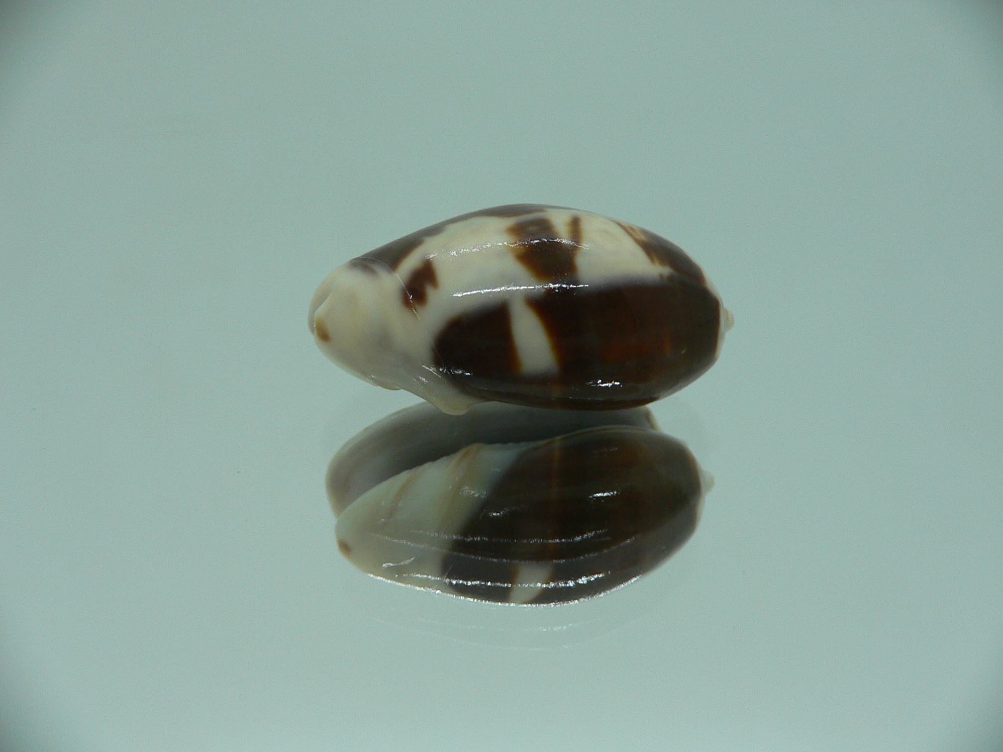 Oliva bulbosa f. fabagina