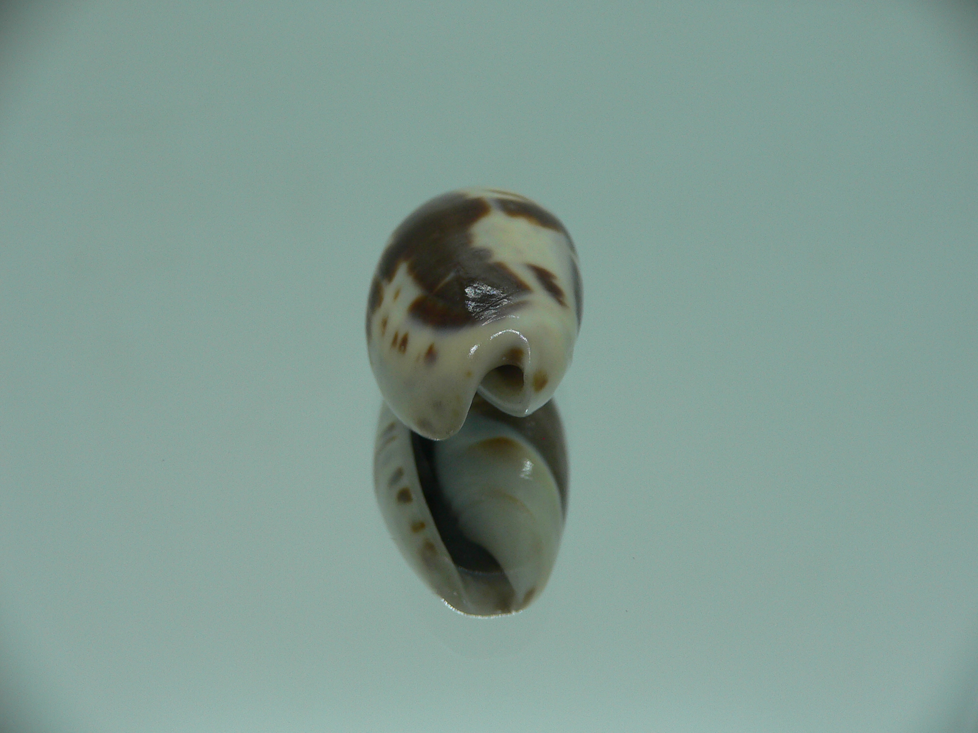 Oliva bulbosa f. fabagina