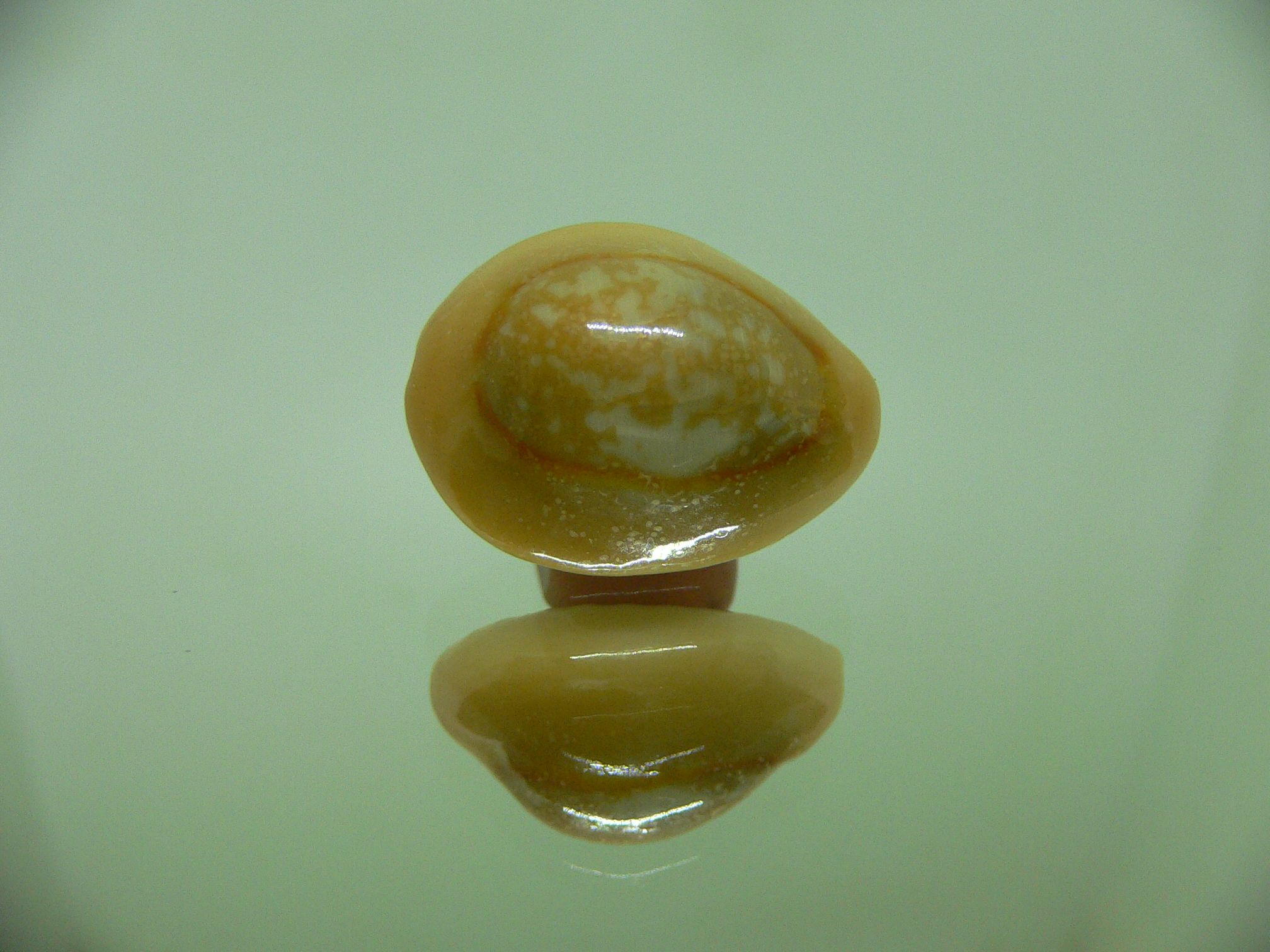 Cypraea annulus annulus RUSTY