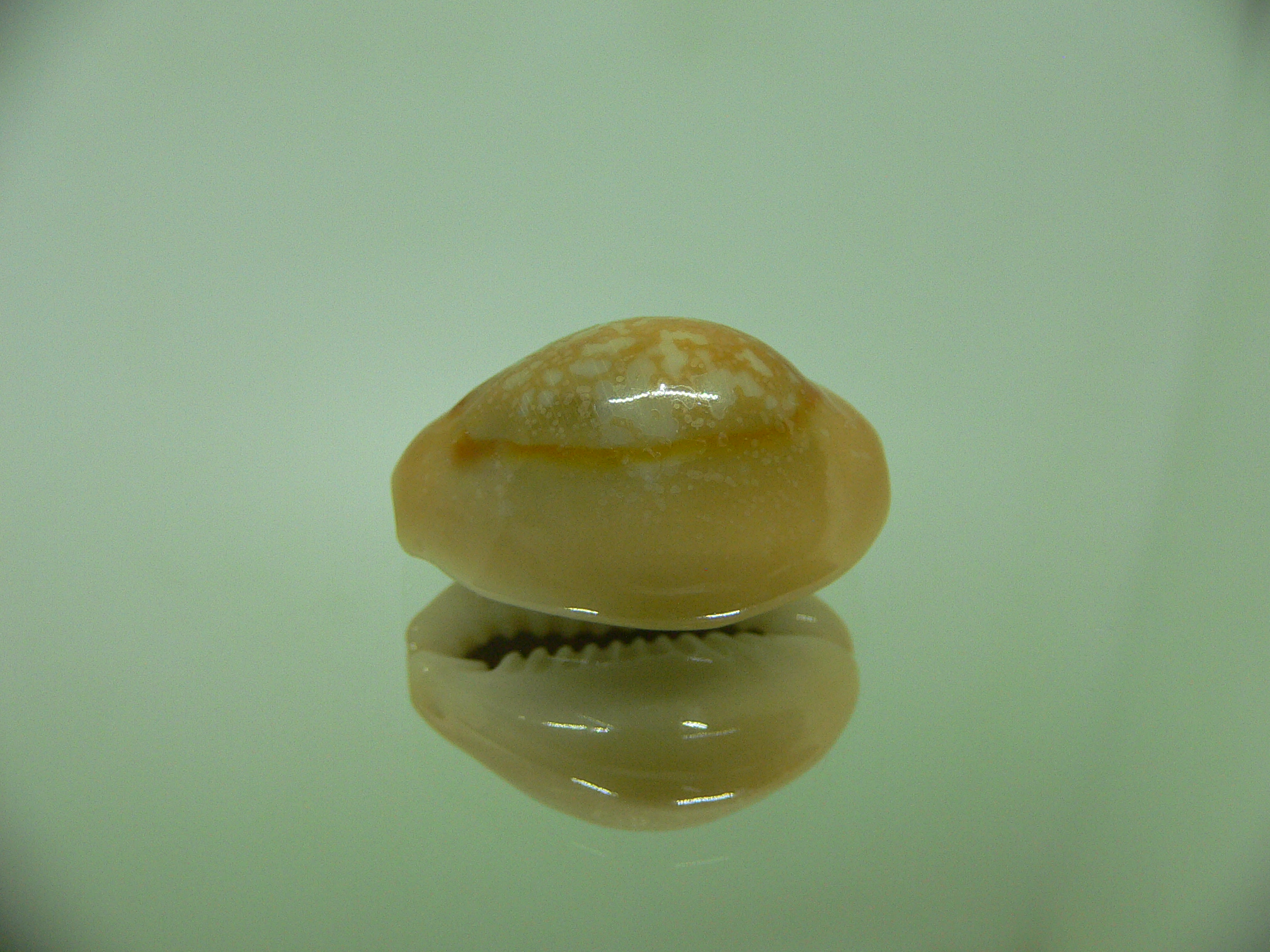 Cypraea annulus annulus RUSTY