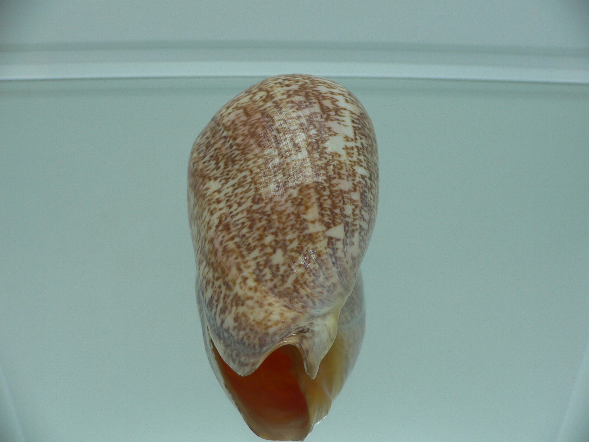 Amoria exoptanda VERY BIG ENDEMIC & IDEAL