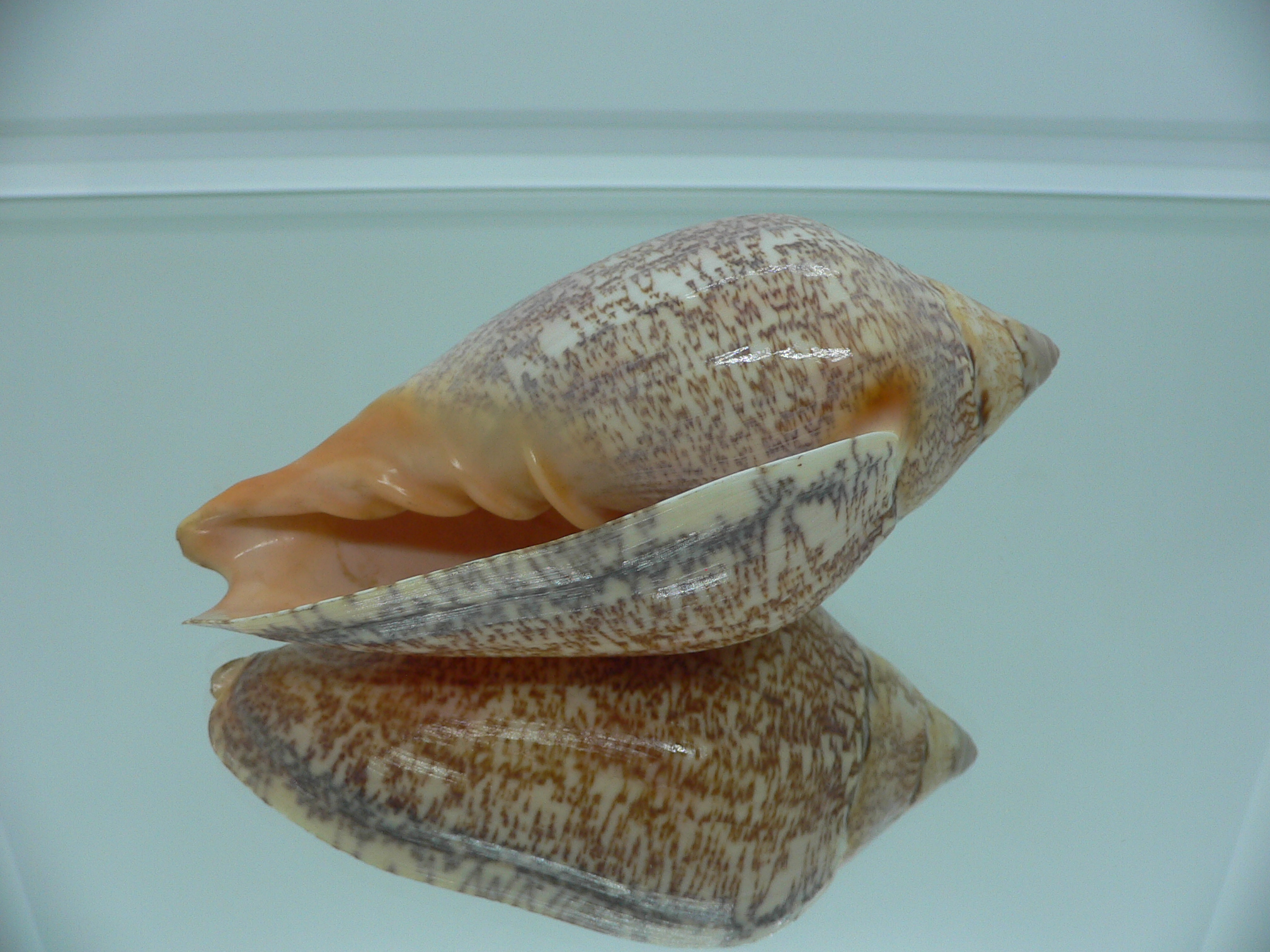 Amoria exoptanda VERY BIG ENDEMIC & IDEAL