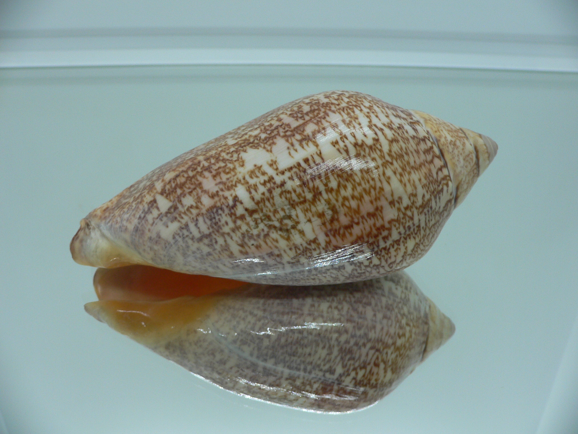 Amoria exoptanda VERY BIG ENDEMIC & IDEAL