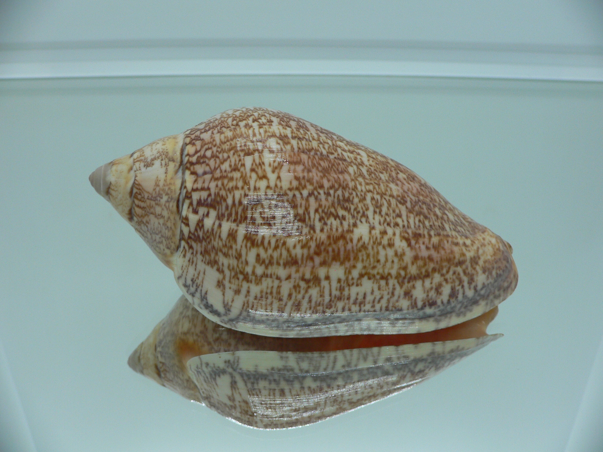 Amoria exoptanda VERY BIG ENDEMIC & IDEAL