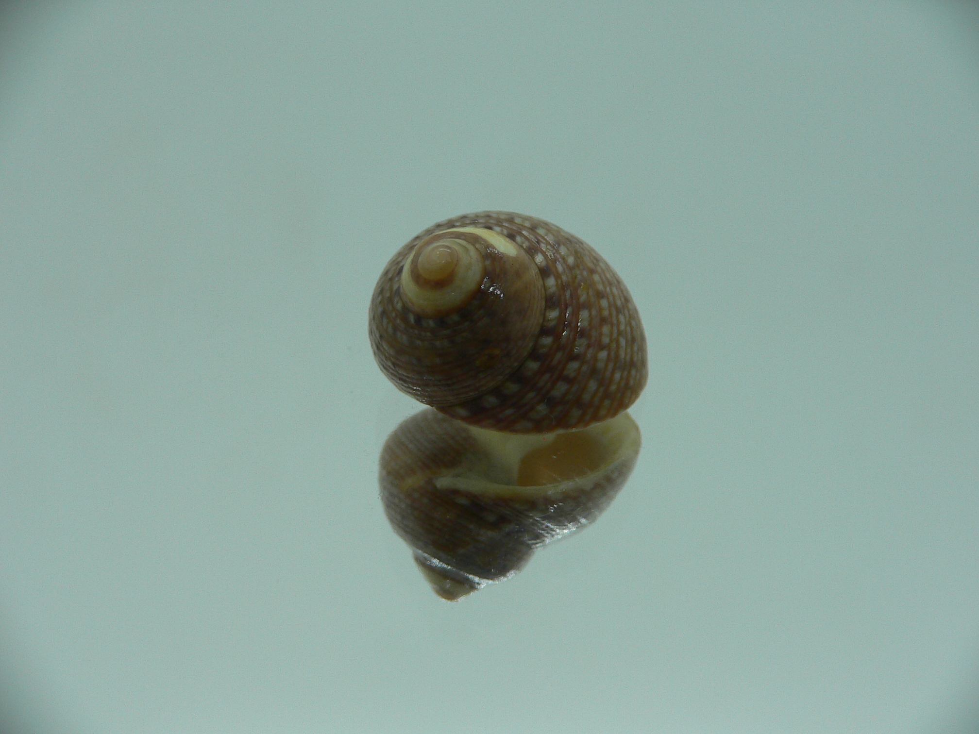 Monodonta canalifera BEIGE