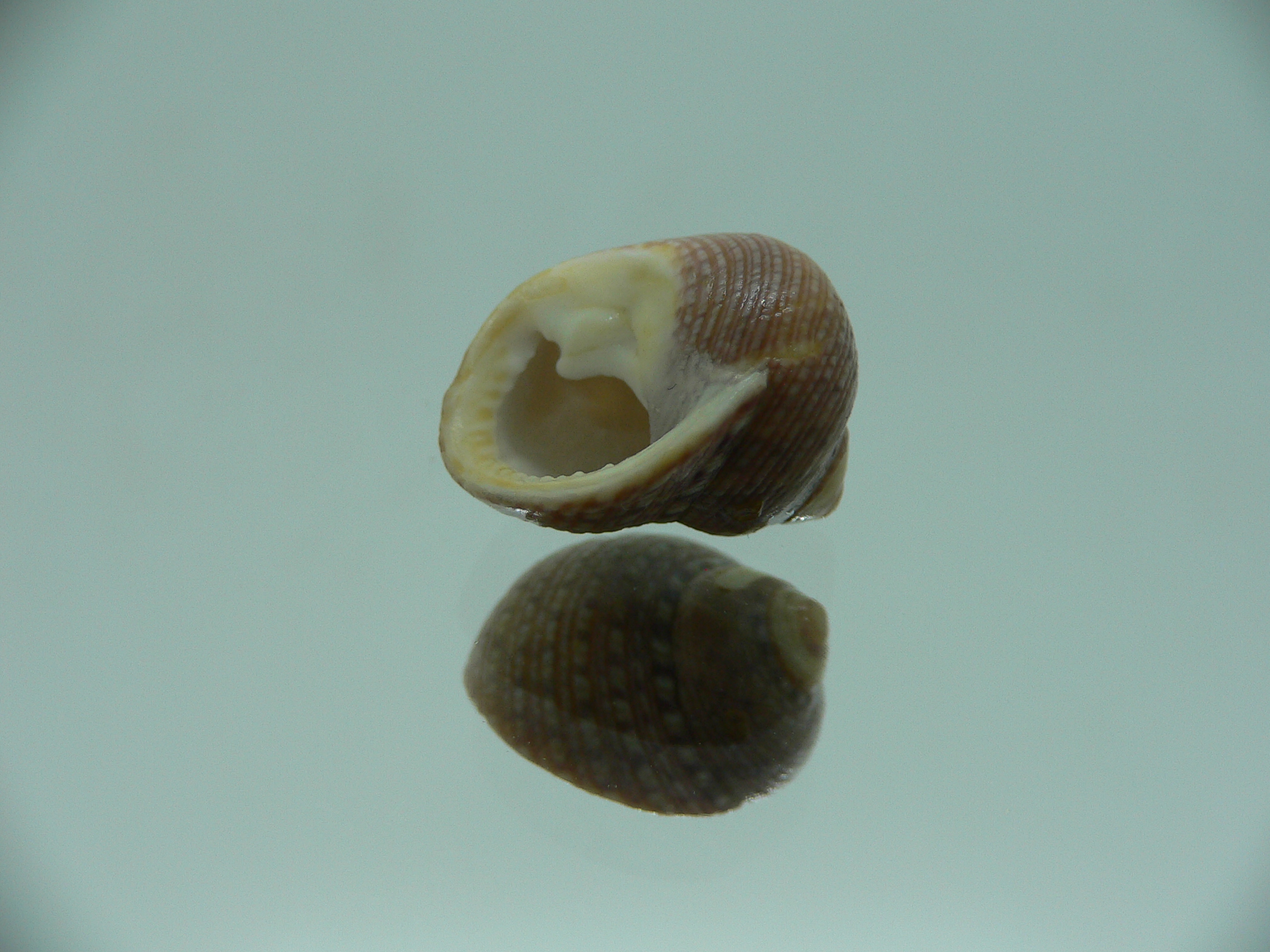 Monodonta canalifera BEIGE