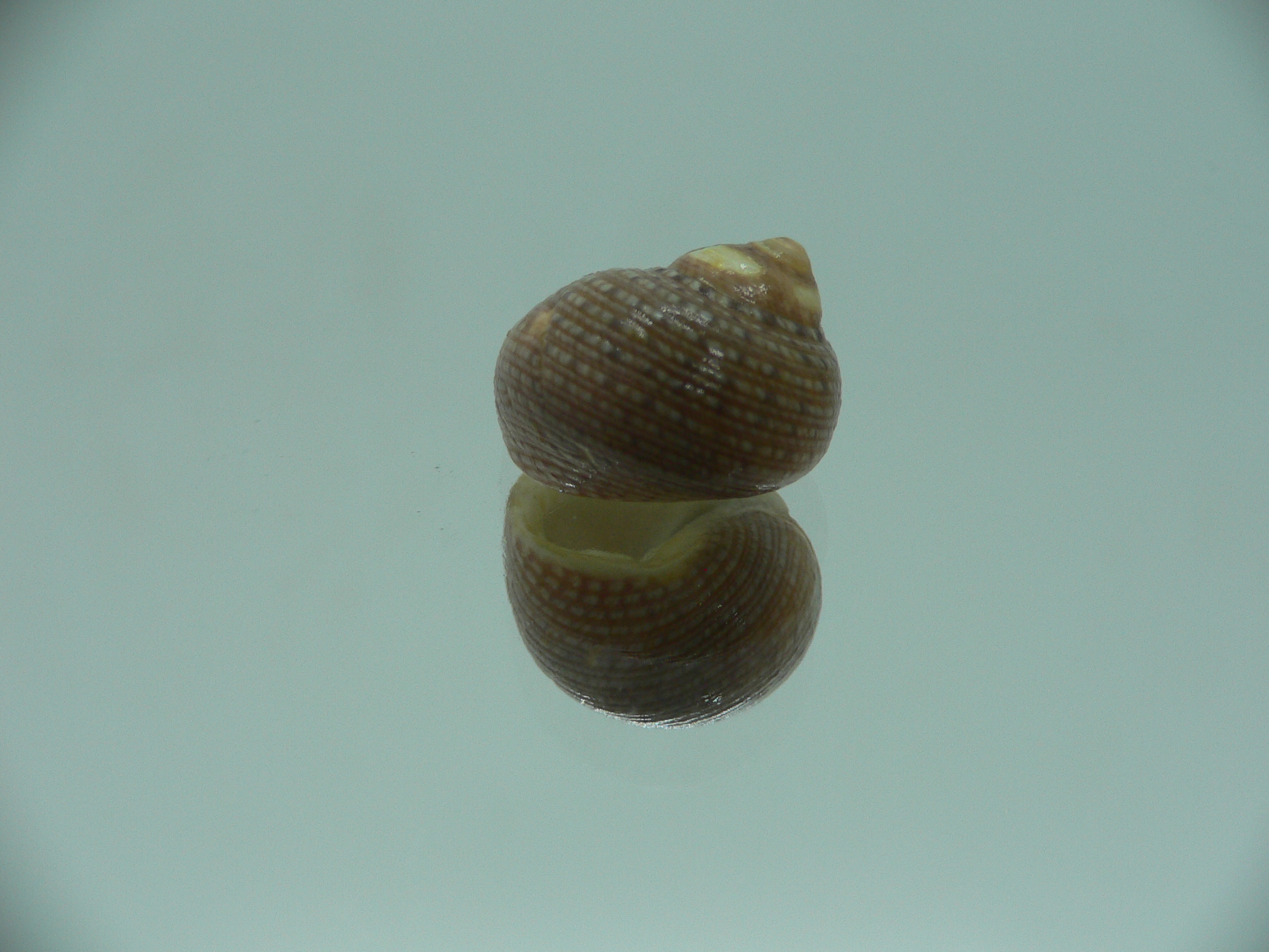 Monodonta canalifera BEIGE