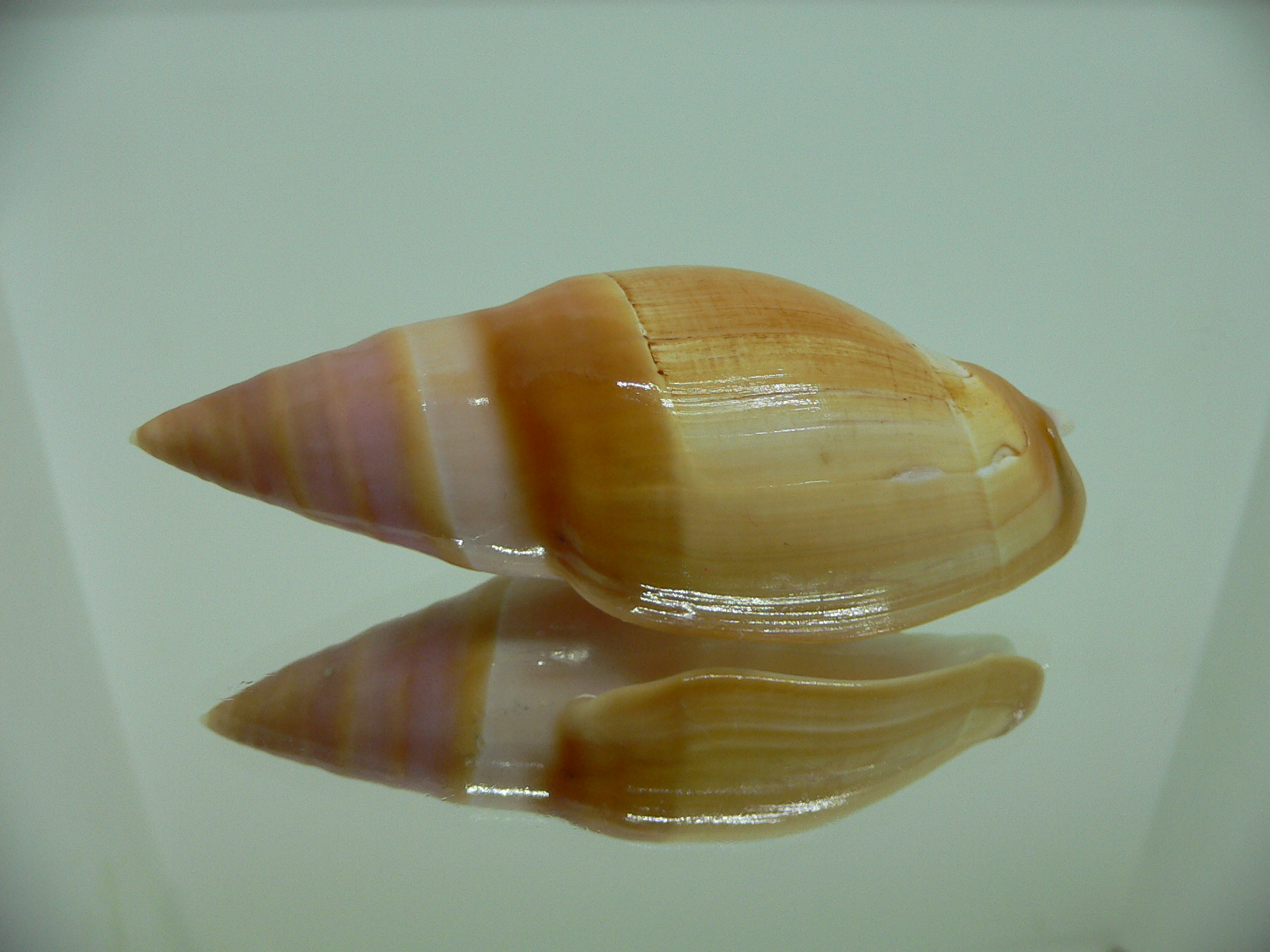 Amalda hilgendorfi hilgendorfi BRIGHT & VERY BIG