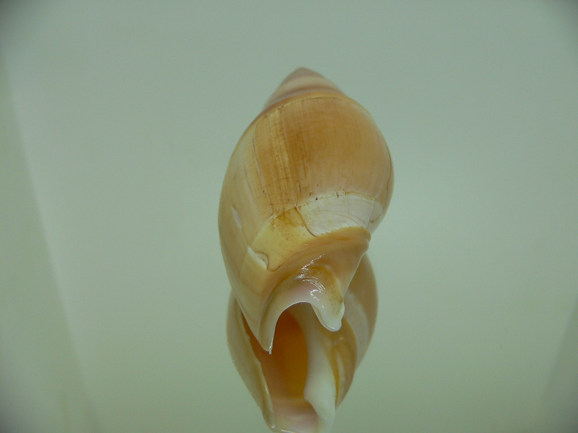 Amalda hilgendorfi hilgendorfi BRIGHT & VERY BIG