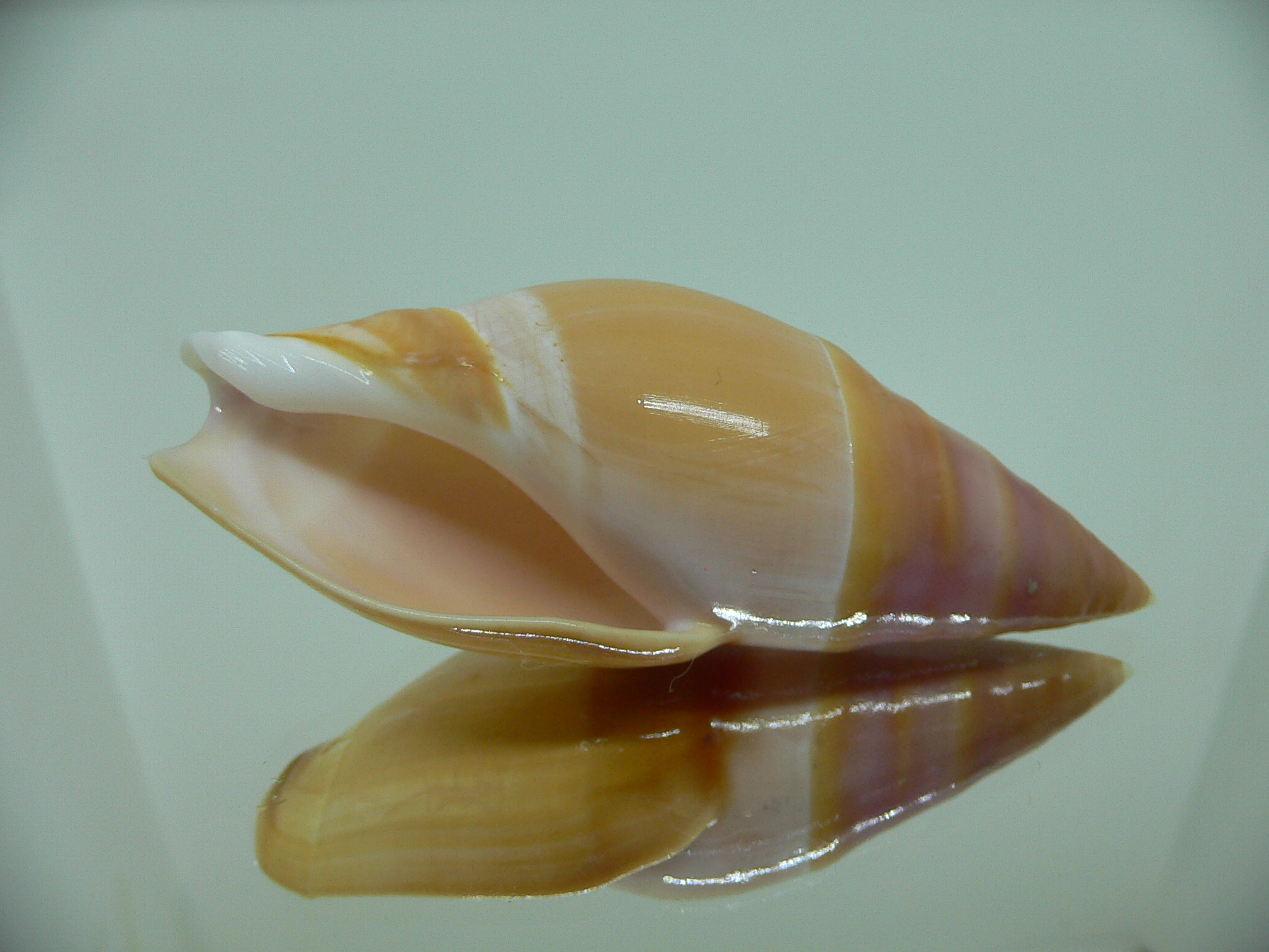 Amalda hilgendorfi hilgendorfi BRIGHT & VERY BIG