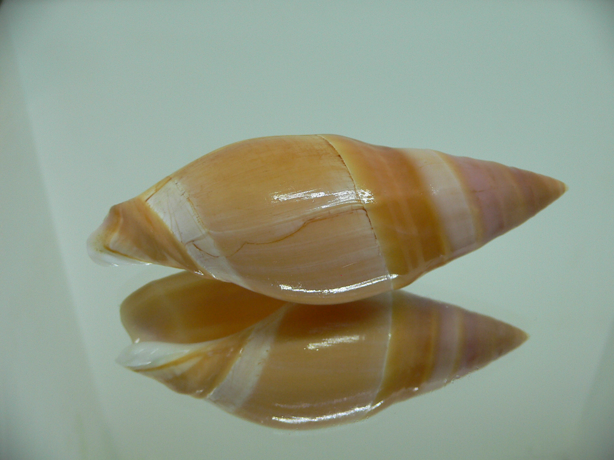 Amalda hilgendorfi hilgendorfi BRIGHT & VERY BIG