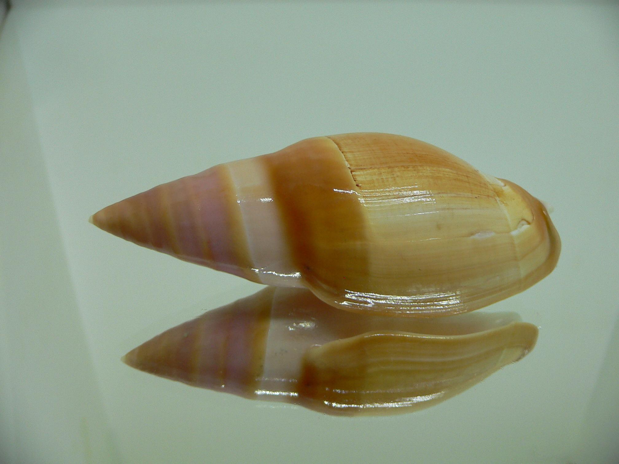 Amalda hilgendorfi hilgendorfi BRIGHT & VERY BIG
