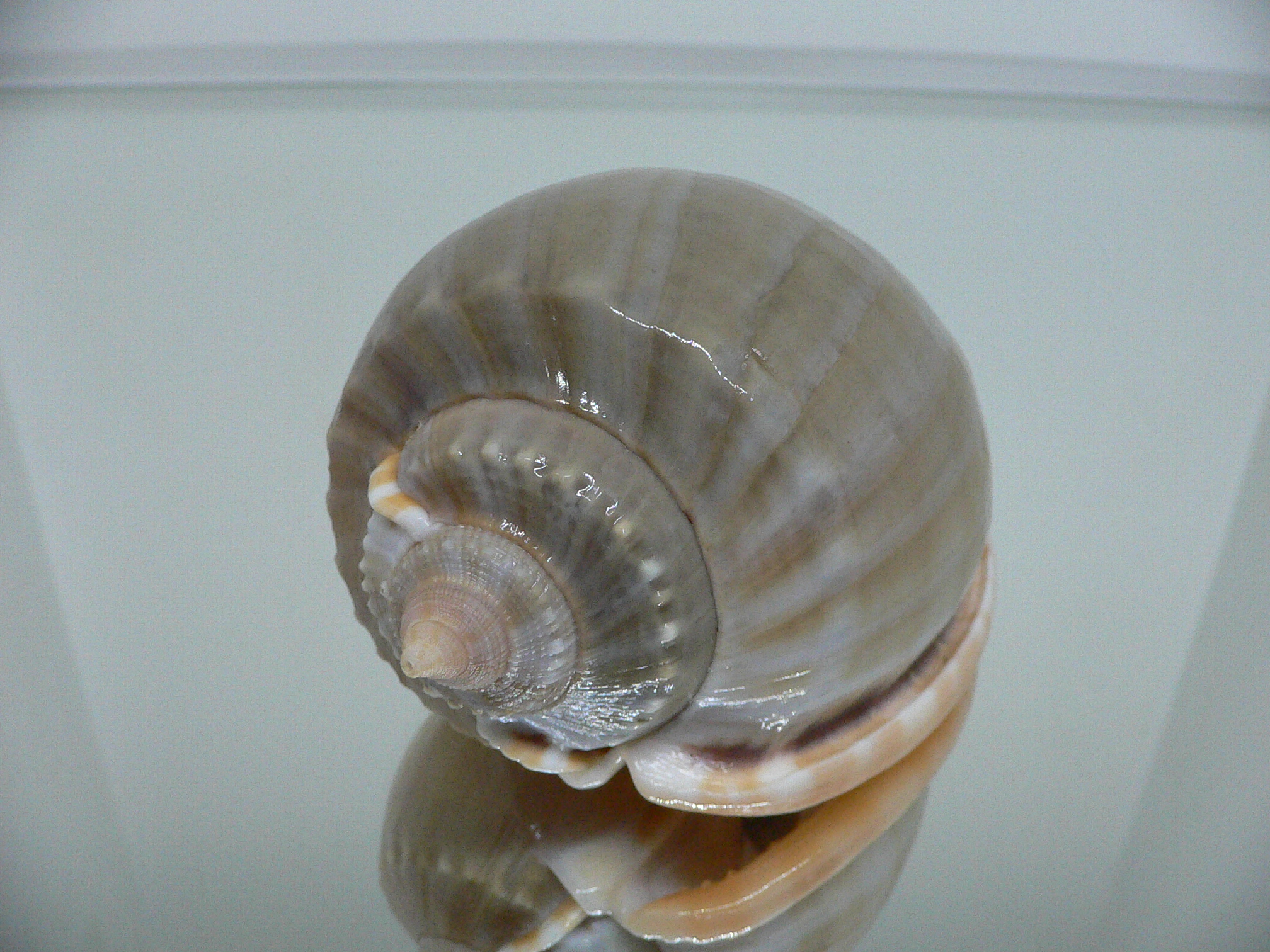 Phalium glaucum CHARM