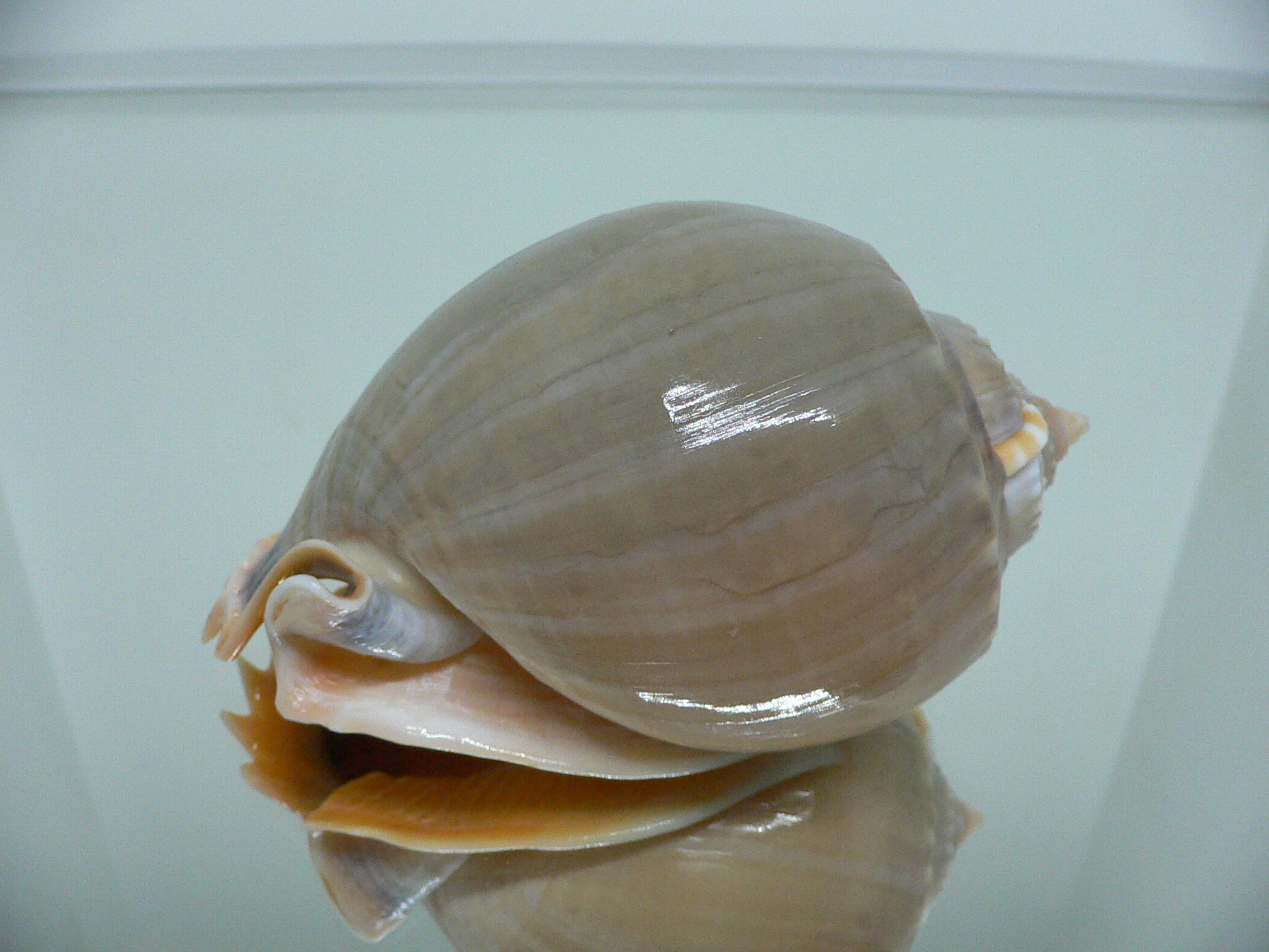 Phalium glaucum CHARM