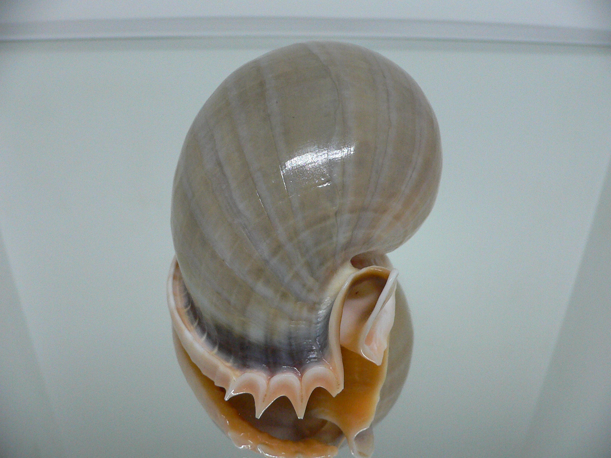 Phalium glaucum CHARM