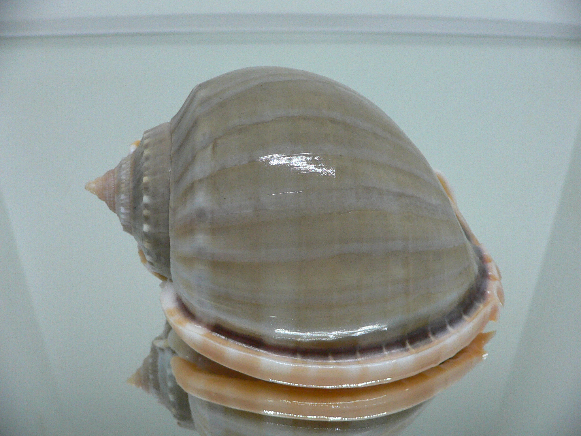 Phalium glaucum CHARM