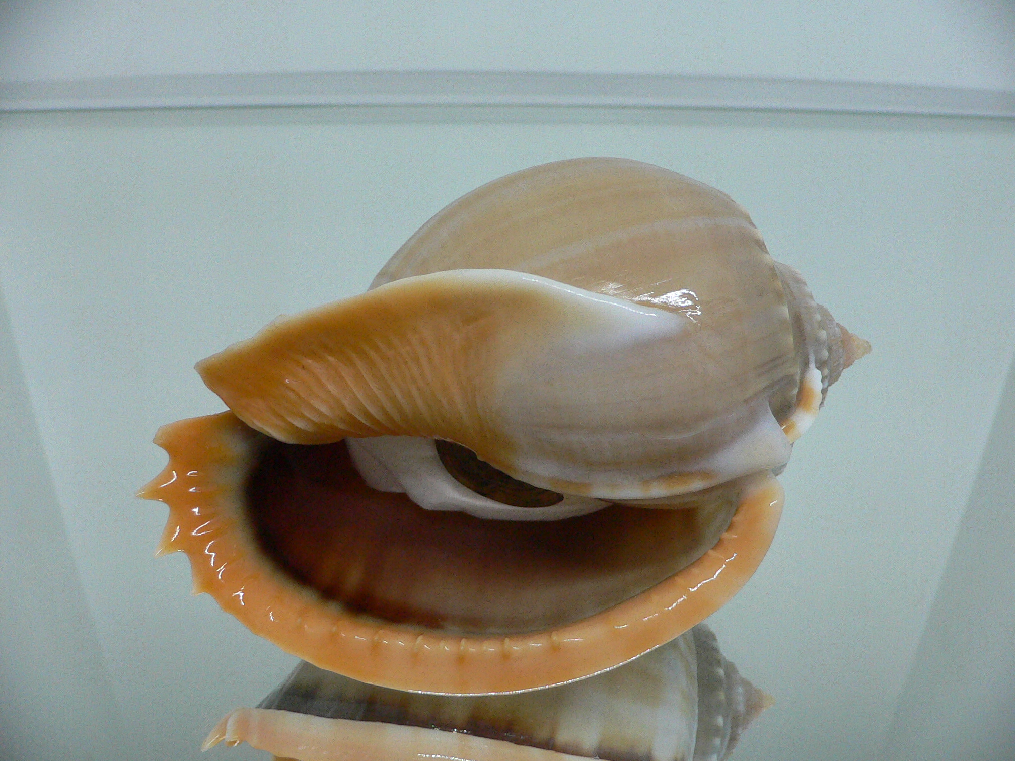 Phalium glaucum CHARM