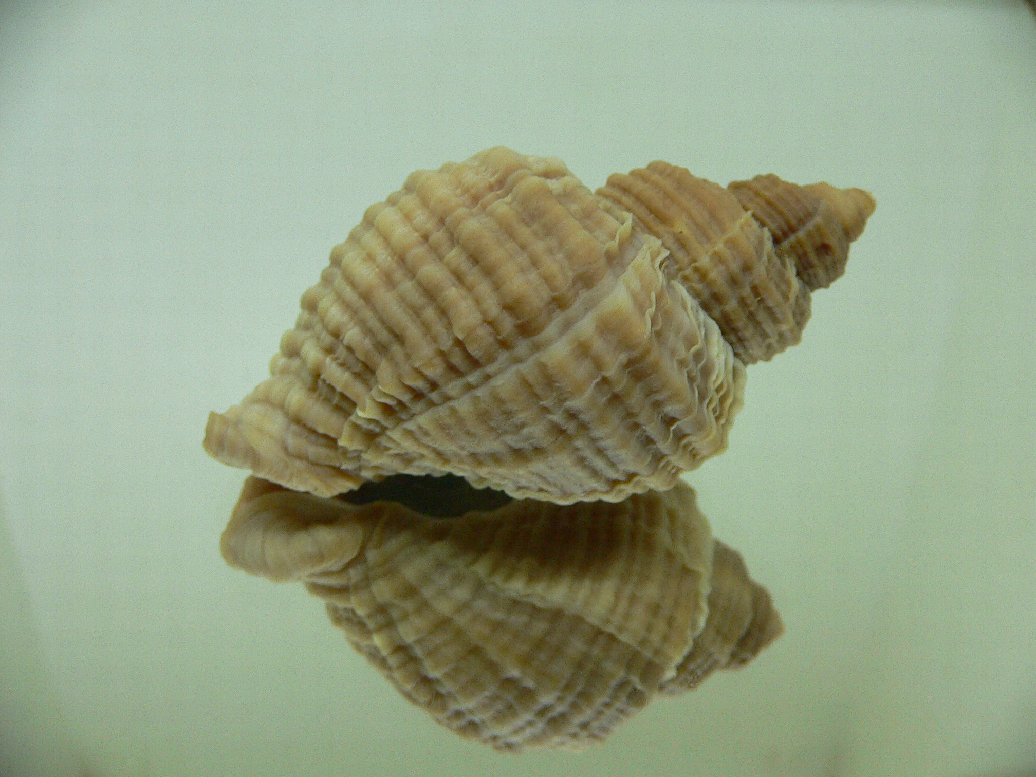 Nucella heyseana ELONGATE 1