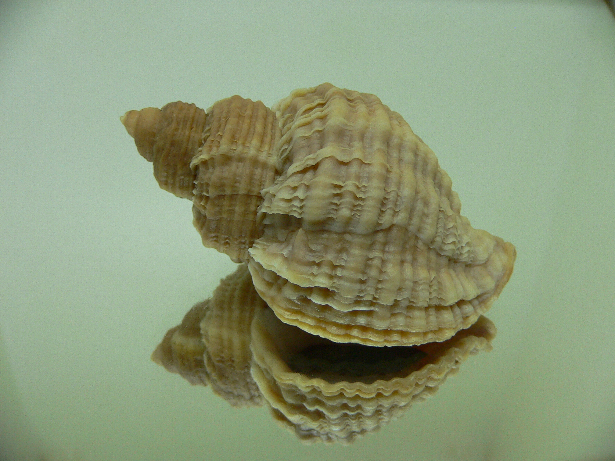 Nucella heyseana ELONGATE 1