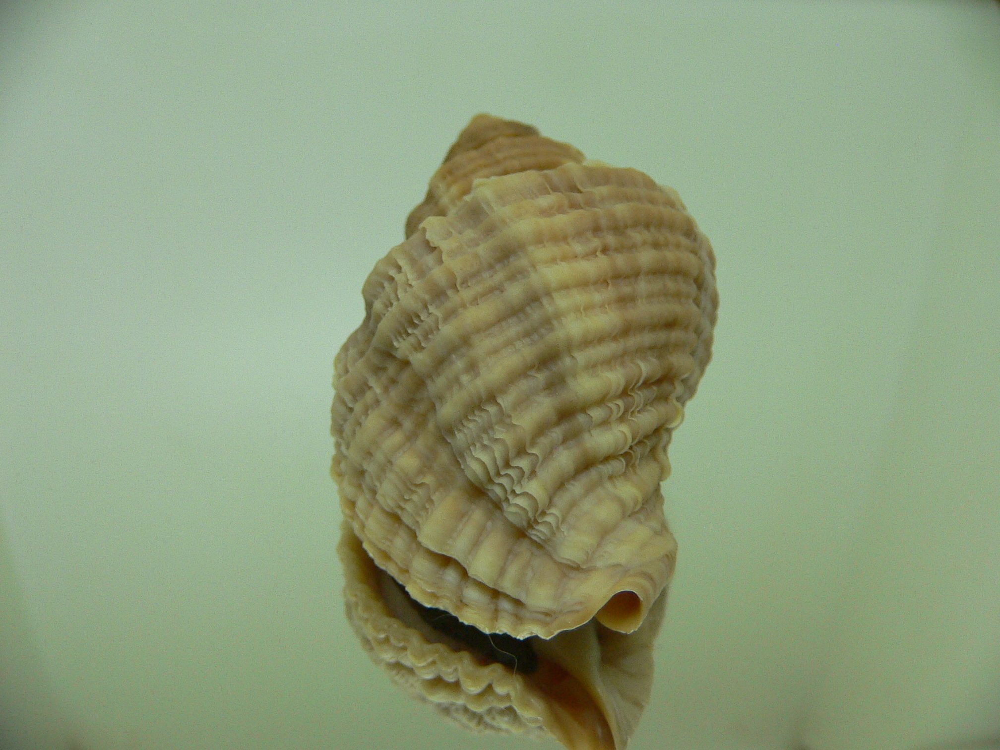 Nucella heyseana ELONGATE 1