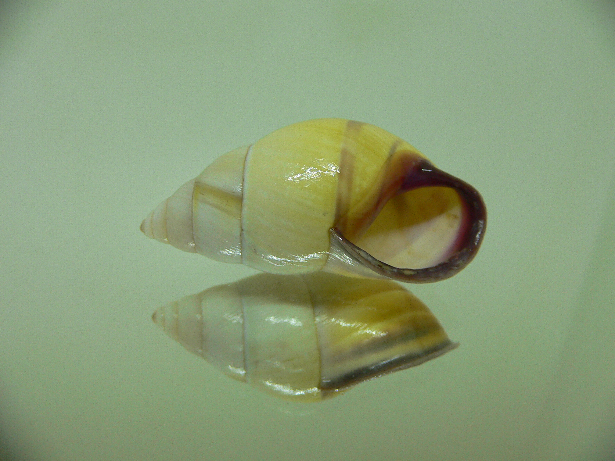 Amphidromus tandiasae TRICOLOR