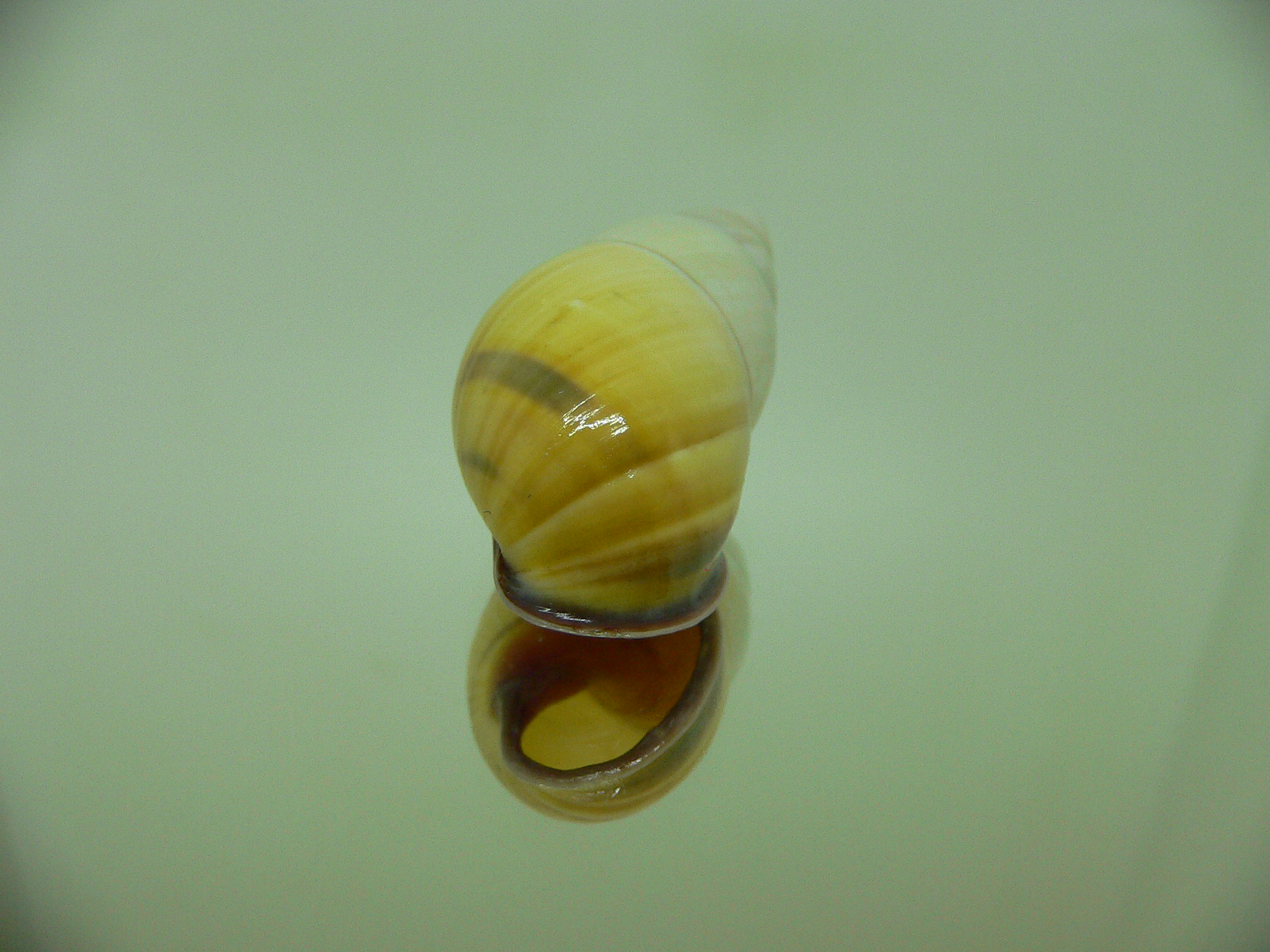 Amphidromus tandiasae TRICOLOR