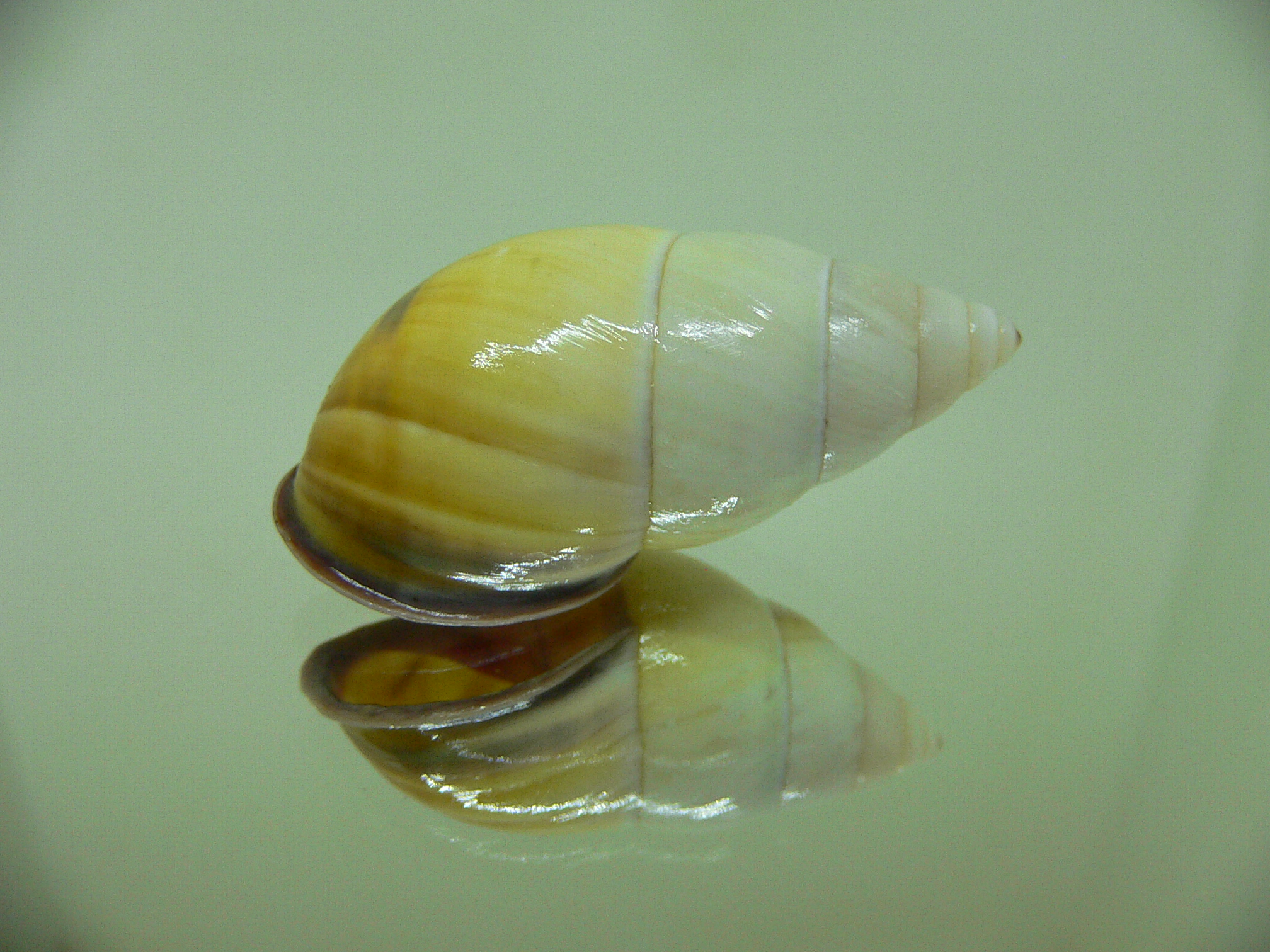 Amphidromus tandiasae TRICOLOR