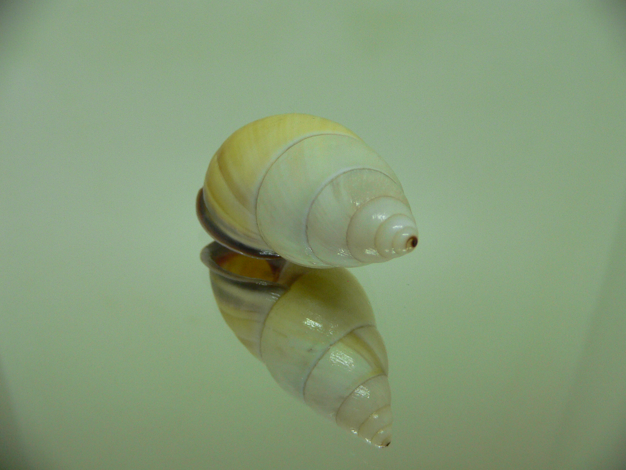 Amphidromus tandiasae TRICOLOR