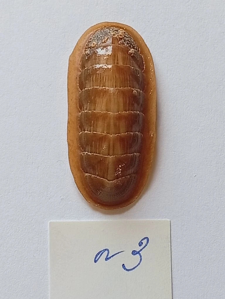 Ischnochiton lineolatus ENDEMIC 3