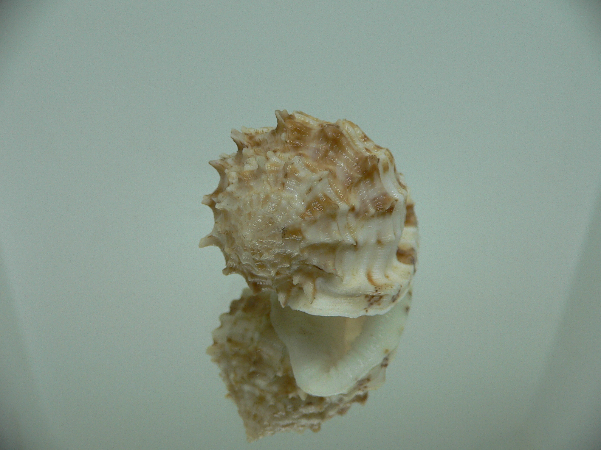 Morum ninomiyai GIANT & RARE