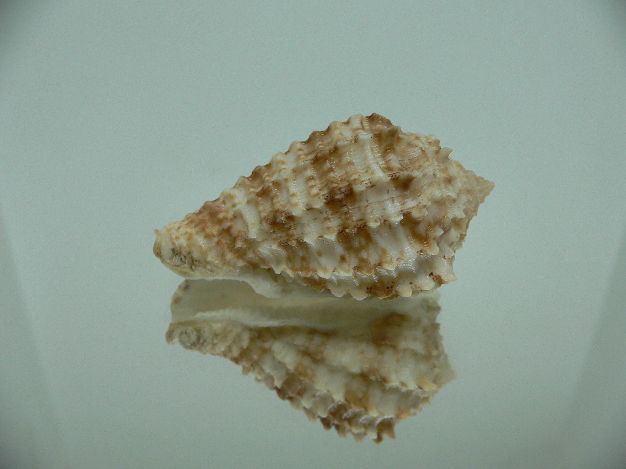 Morum ninomiyai GIANT & RARE